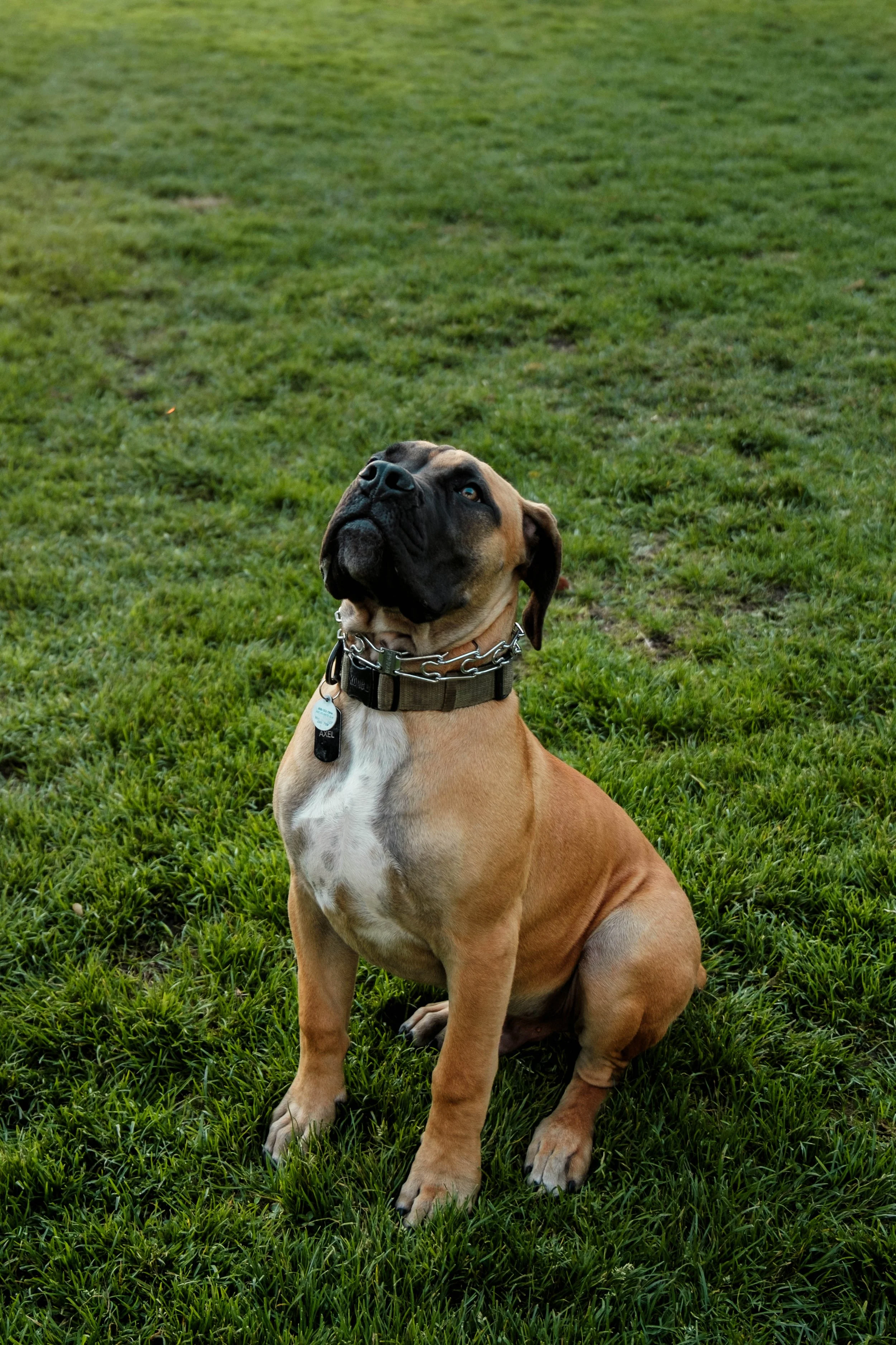 A brown dog with a black face and ears, sitting on green grass, looking upward.