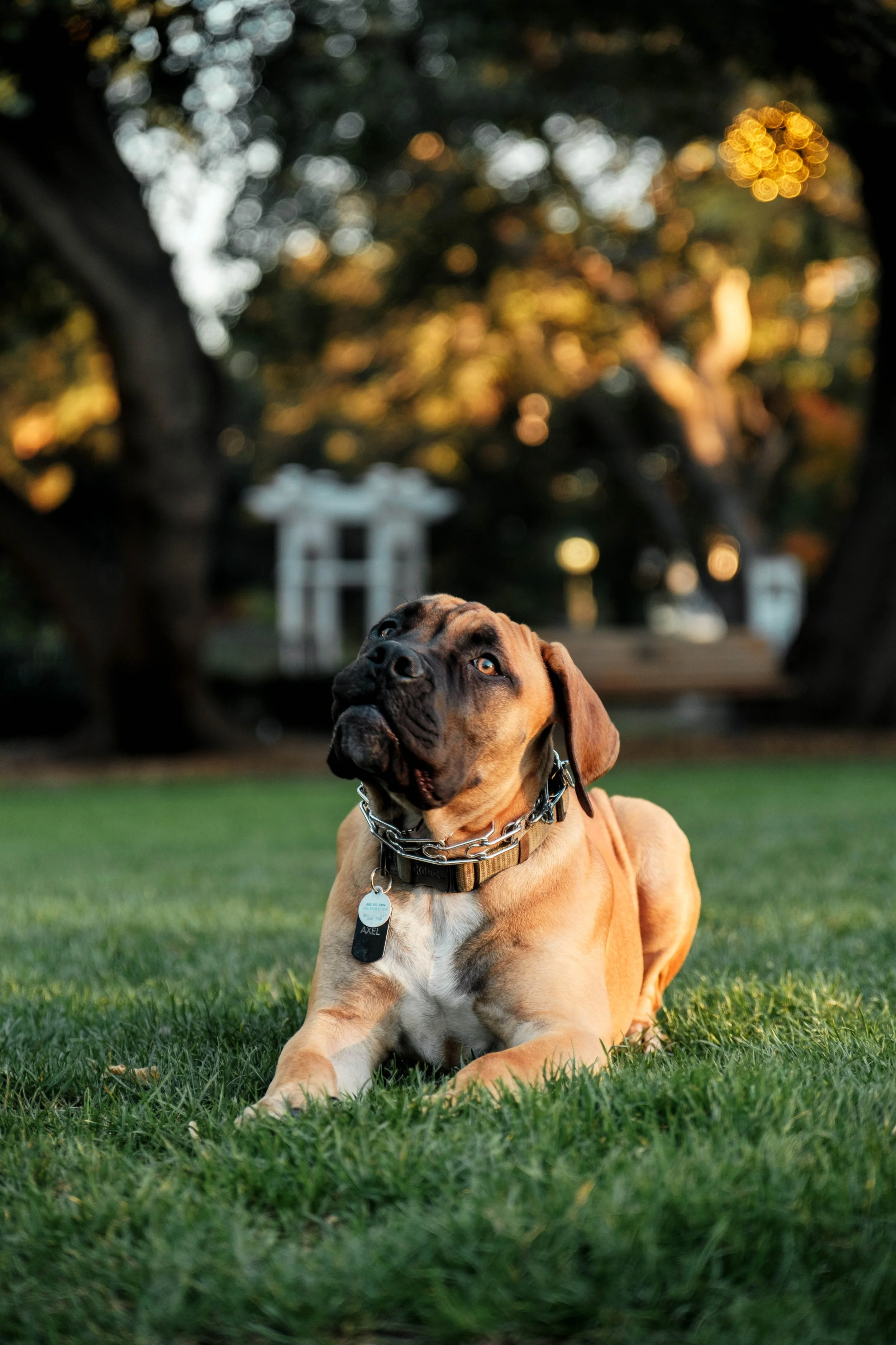 A large brown dog, possibly a mastiff, lying on green grass during sunset, with trees and blurred background