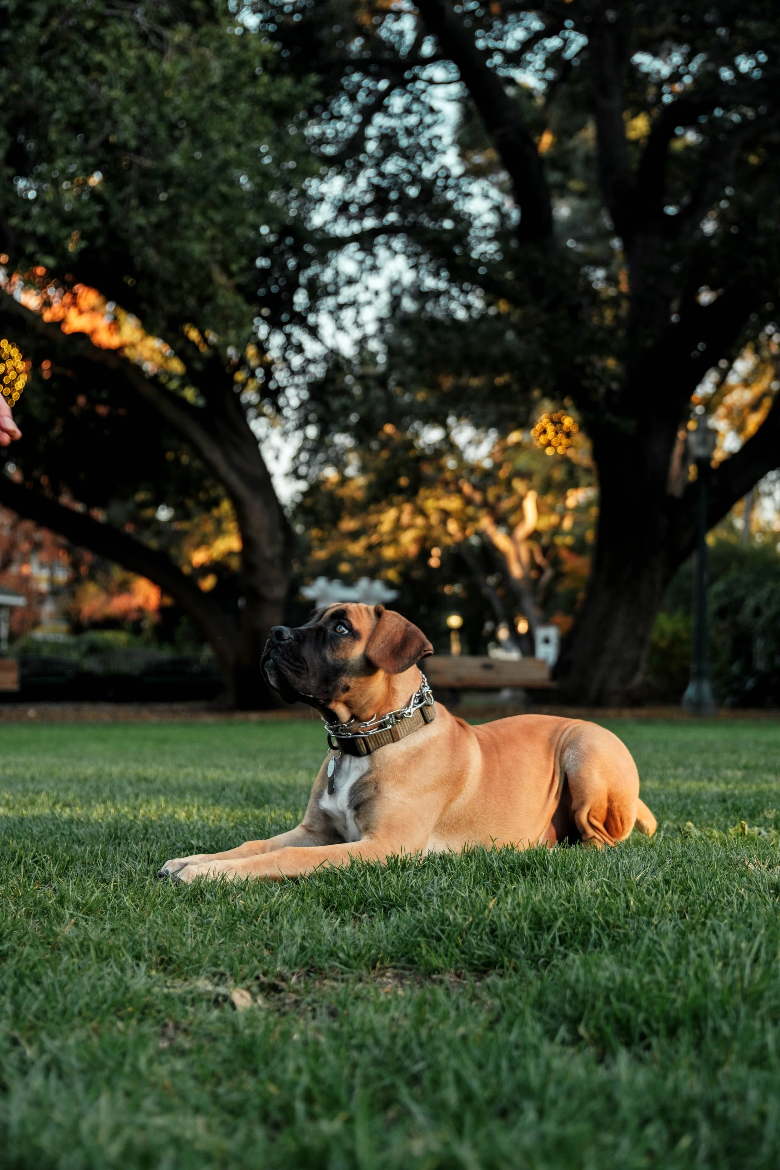 A dog with a tan coat and black face lying on grass in a park, looking up, with trees in the background during sunset.
