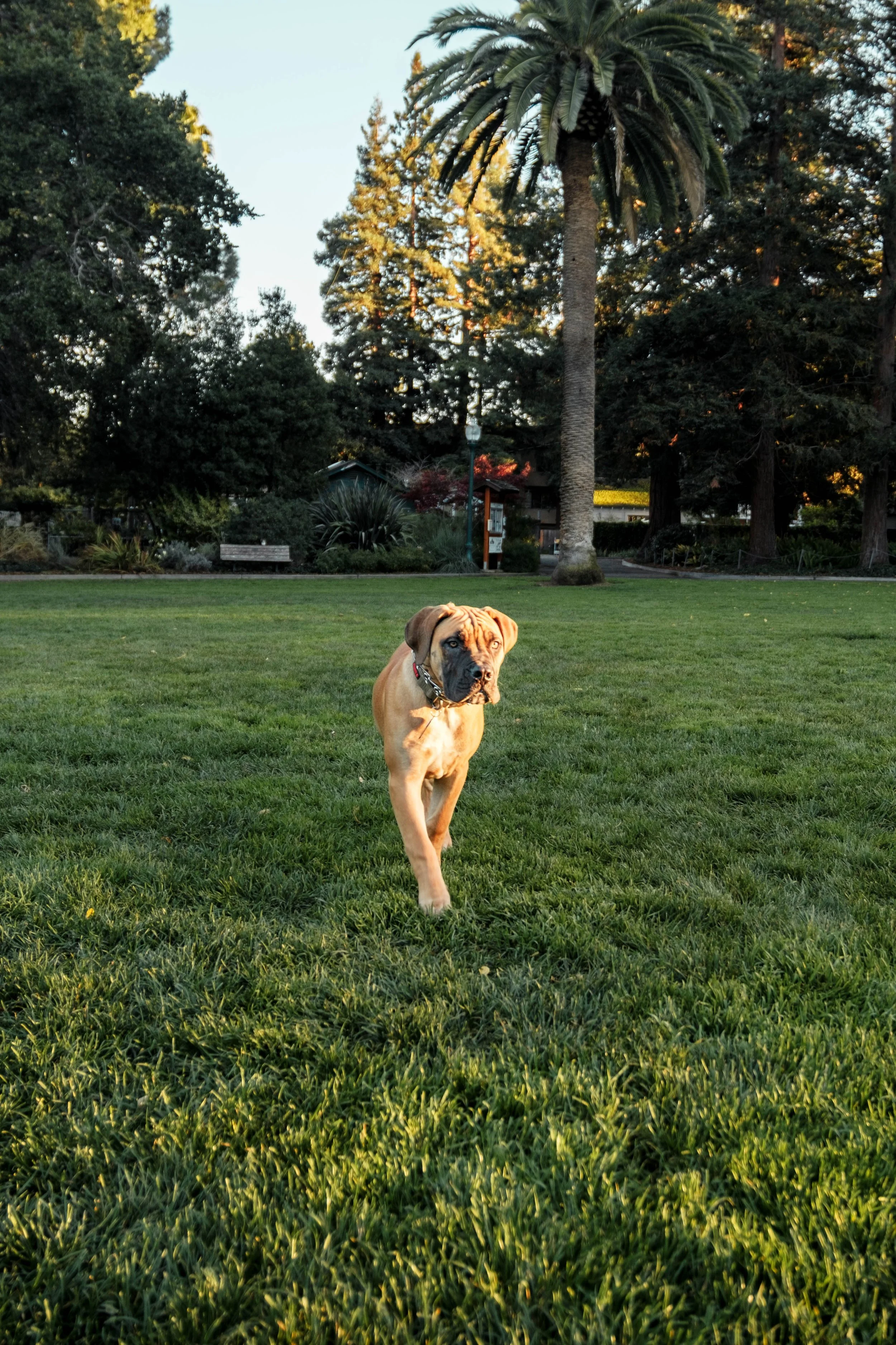 A puppy walking on a grassy park at sunset with trees in the background.