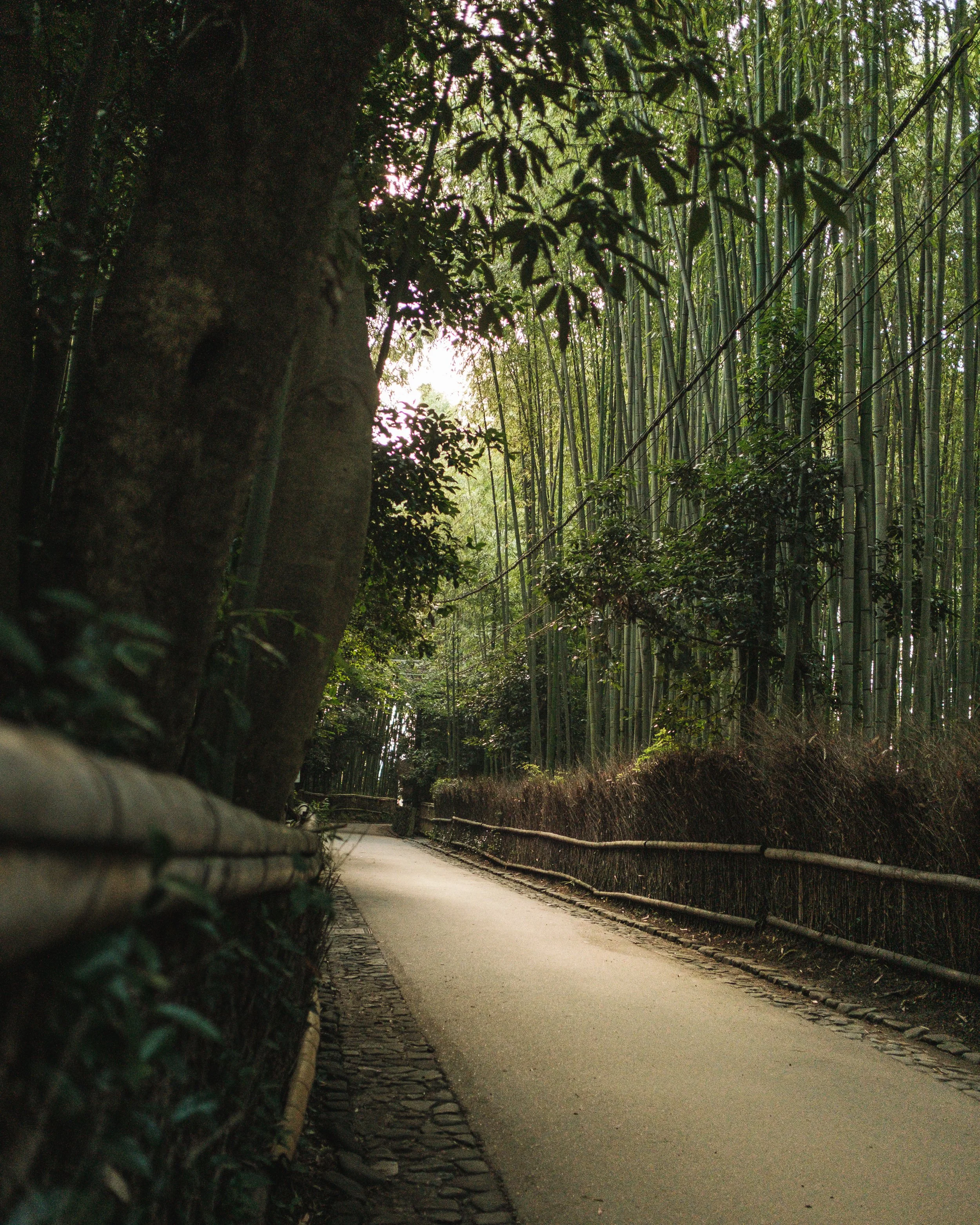 A narrow path through a dense bamboo forest with tall bamboo stalks and a wooden fence on both sides.