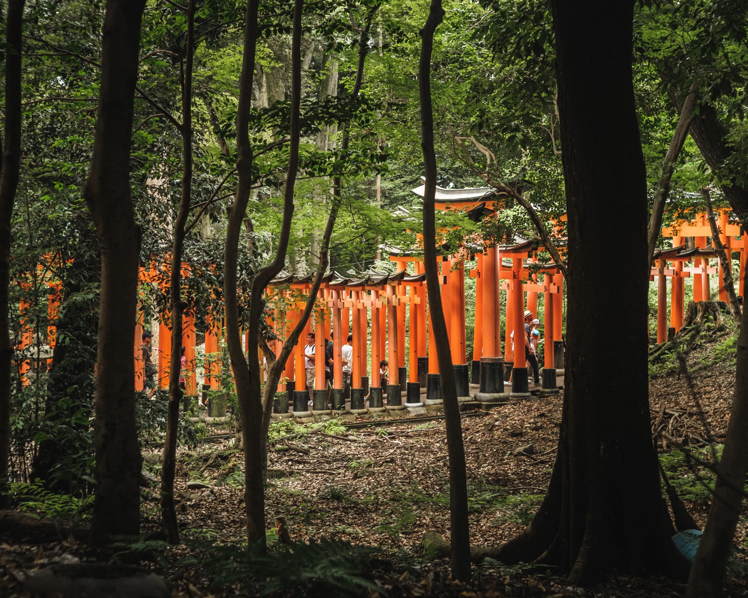 A line of orange torii gates in a forest, with people walking through them.