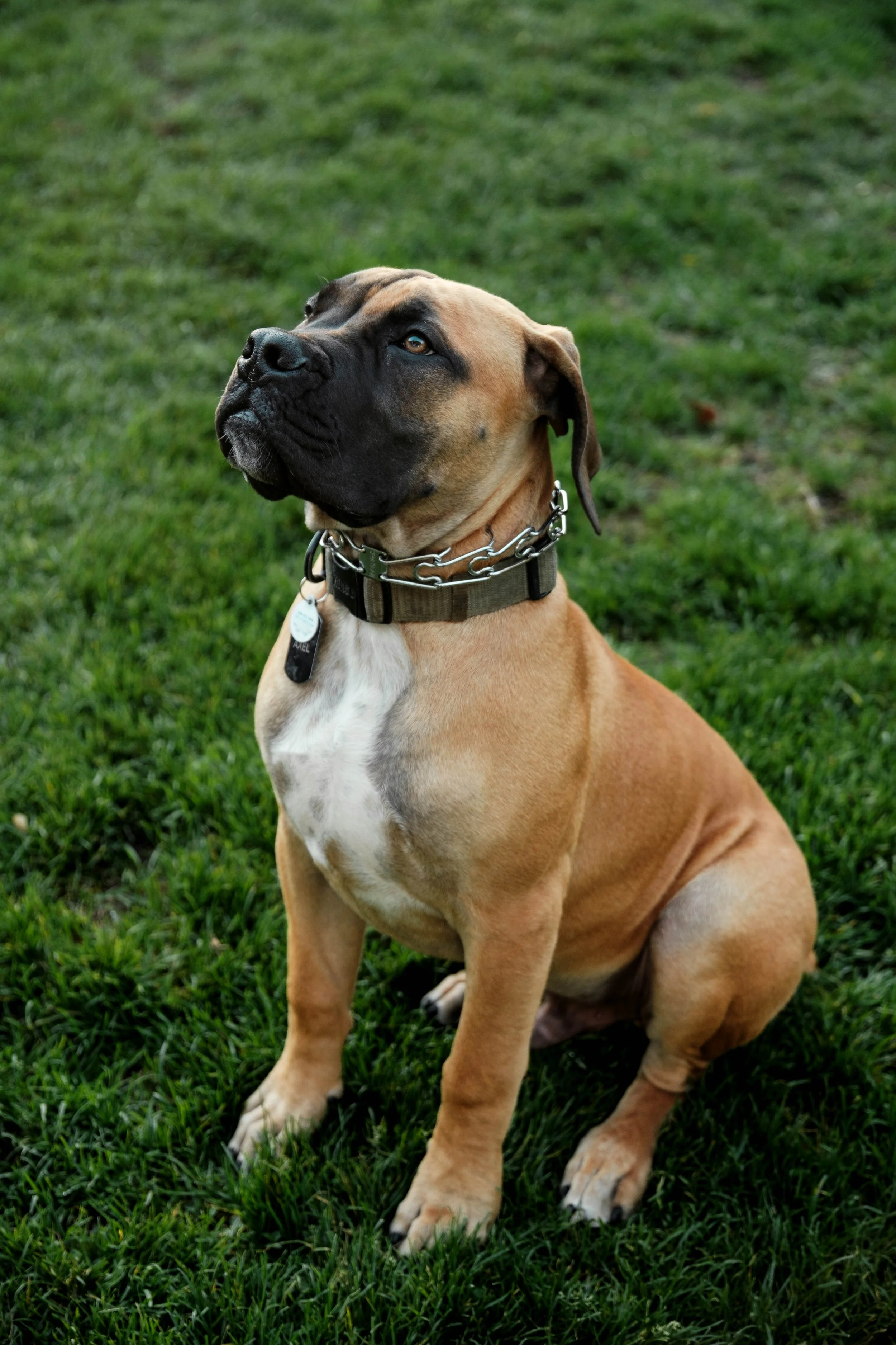 A tan and black dog sitting on green grass, wearing a chain collar and a black harness.