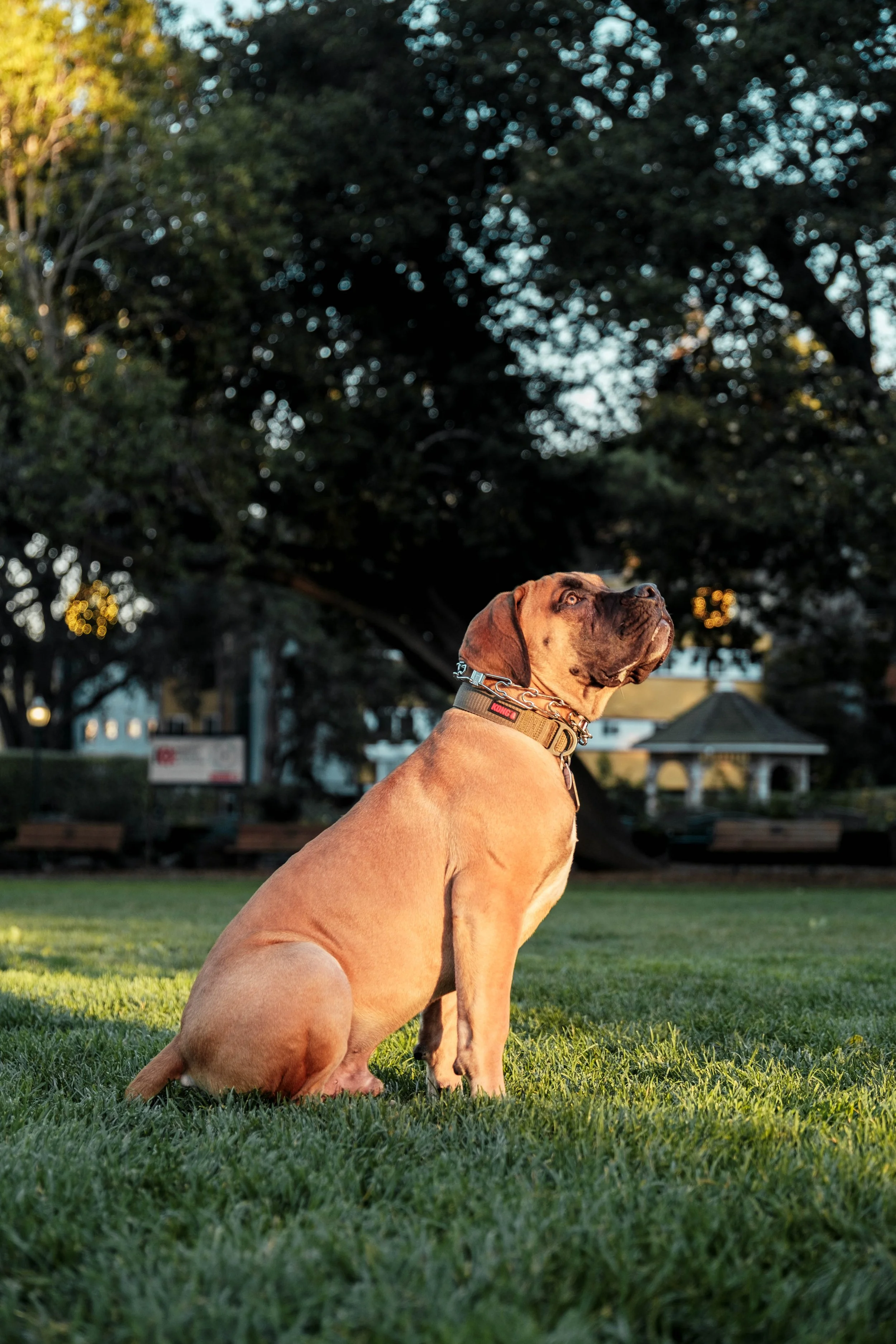 A large brown dog, possibly a mastiff, sitting on grassy field with a chain collar, gazing upward during sunset in a park with benches, trees, and pavilion in the background.