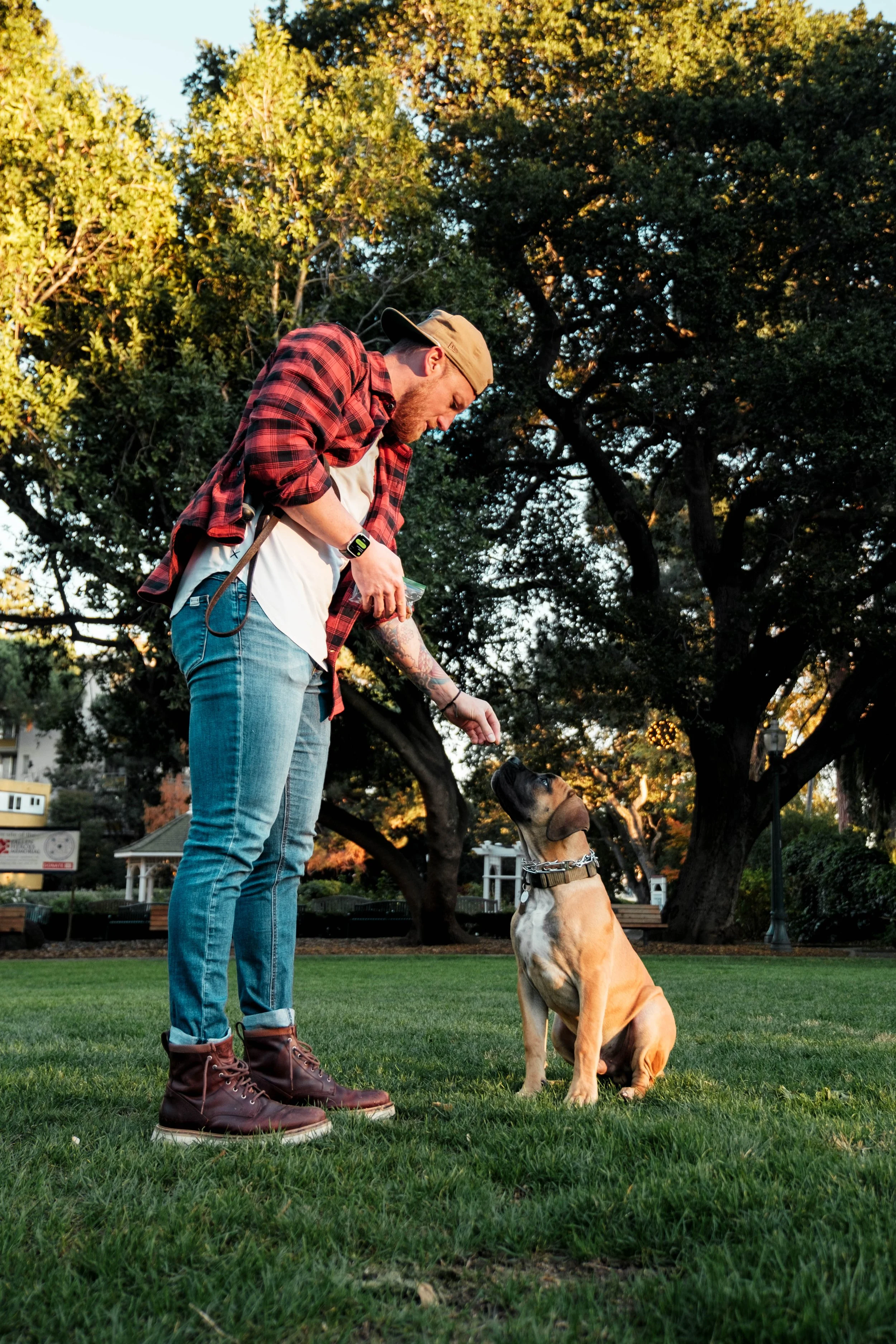 A man with a beard, wearing a beige cap, red plaid shirt, white T-shirt, and jeans, is feeding or giving commands to a sitting Belgian Malinois puppy in a park during sunset.