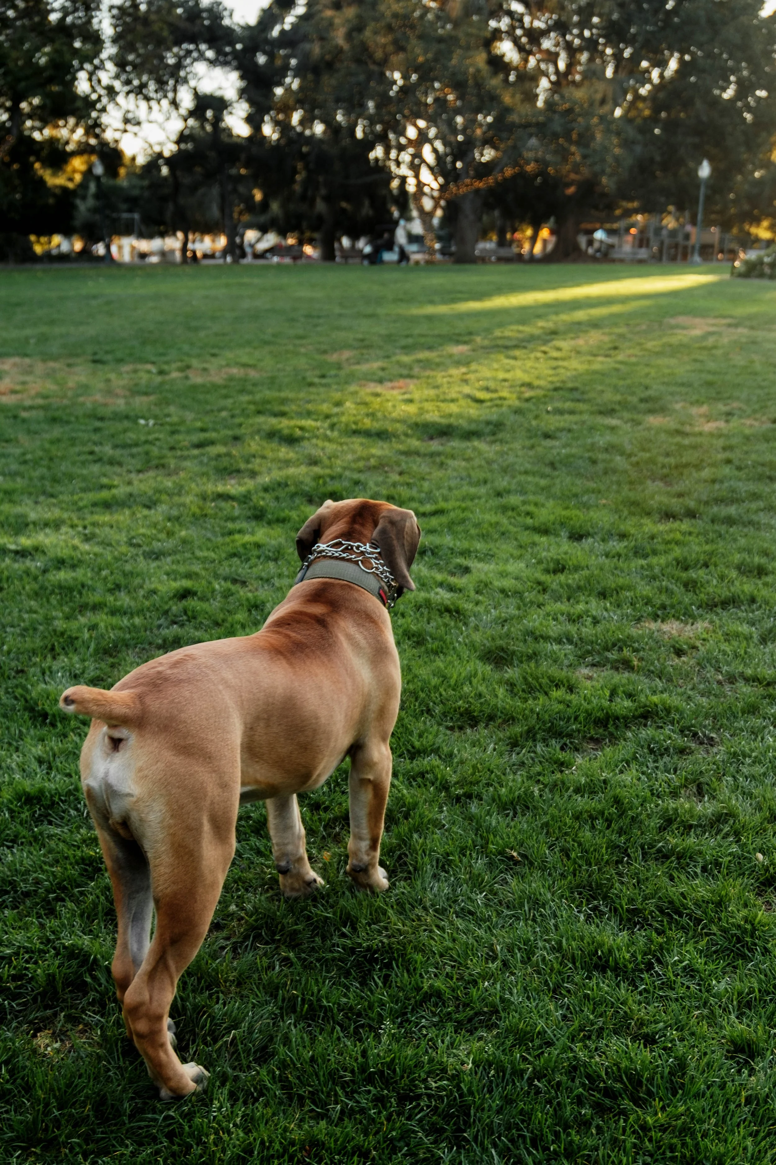 A brown dog with a chain collar standing on green grass in a park during sunset, looking towards the trees and park area in the background.