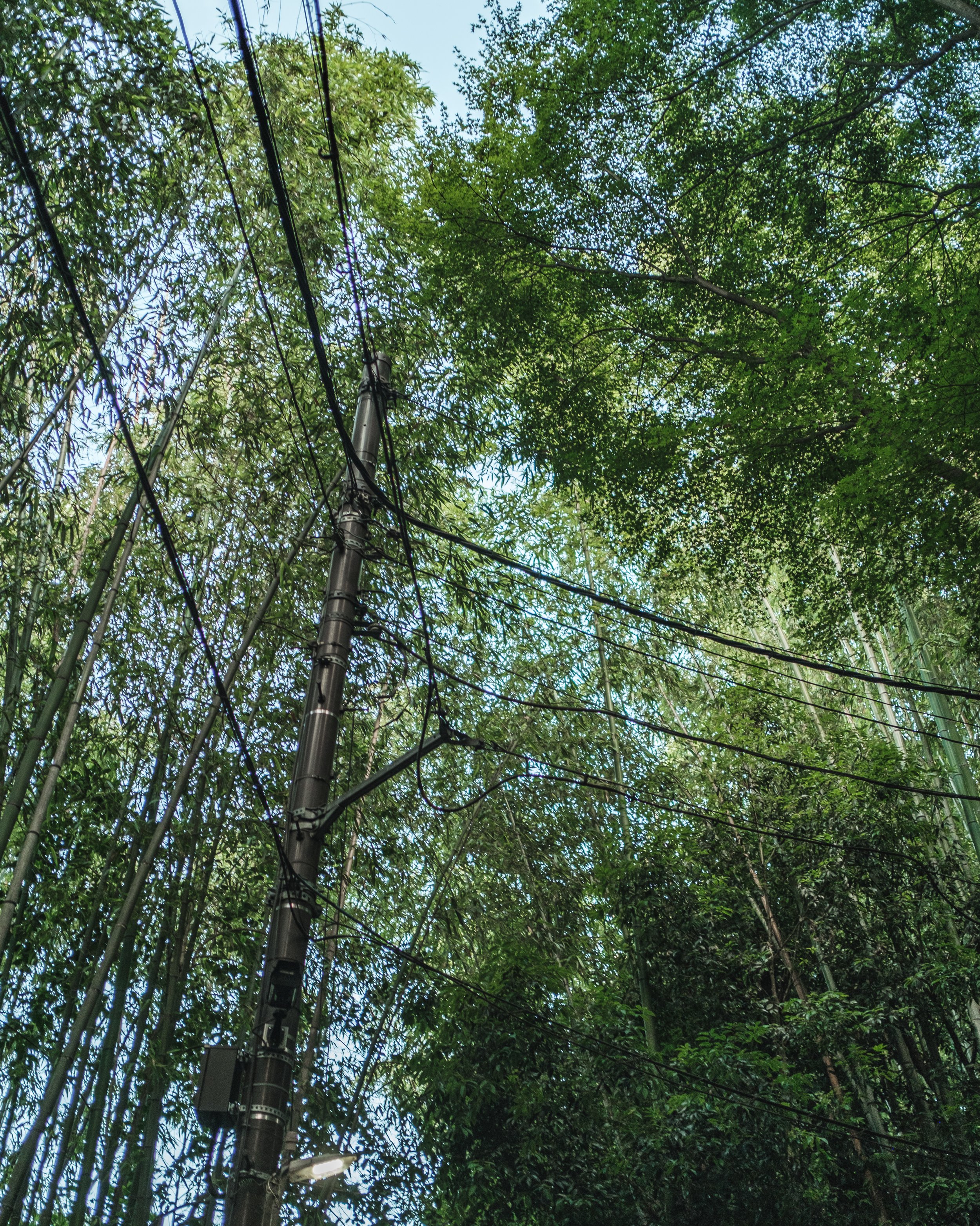 View of a utility pole with multiple wires among tall green trees, with a partly cloudy sky visible.