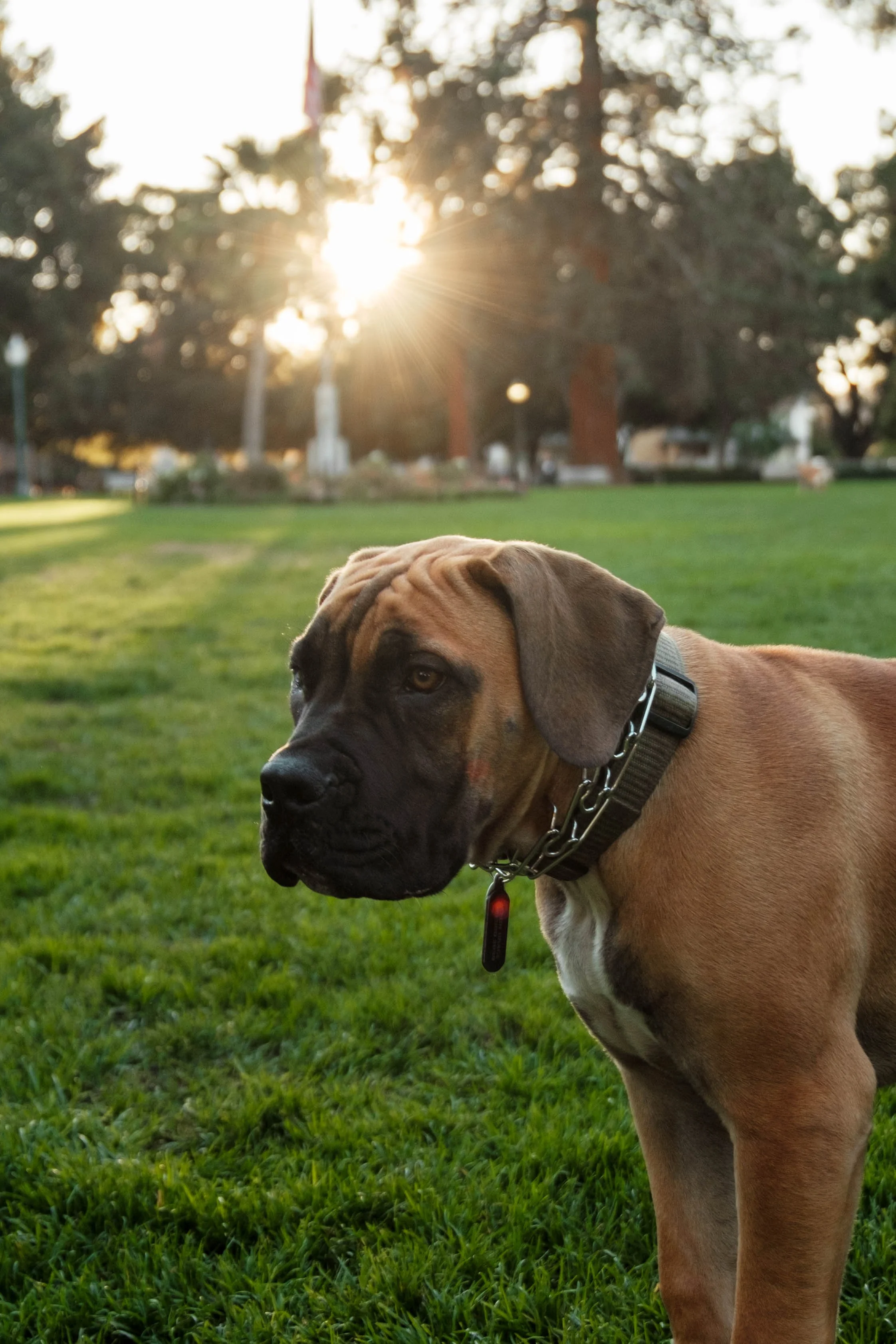 A large brown dog with black facial markings and a black collar standing on green grass in a park at sunset.