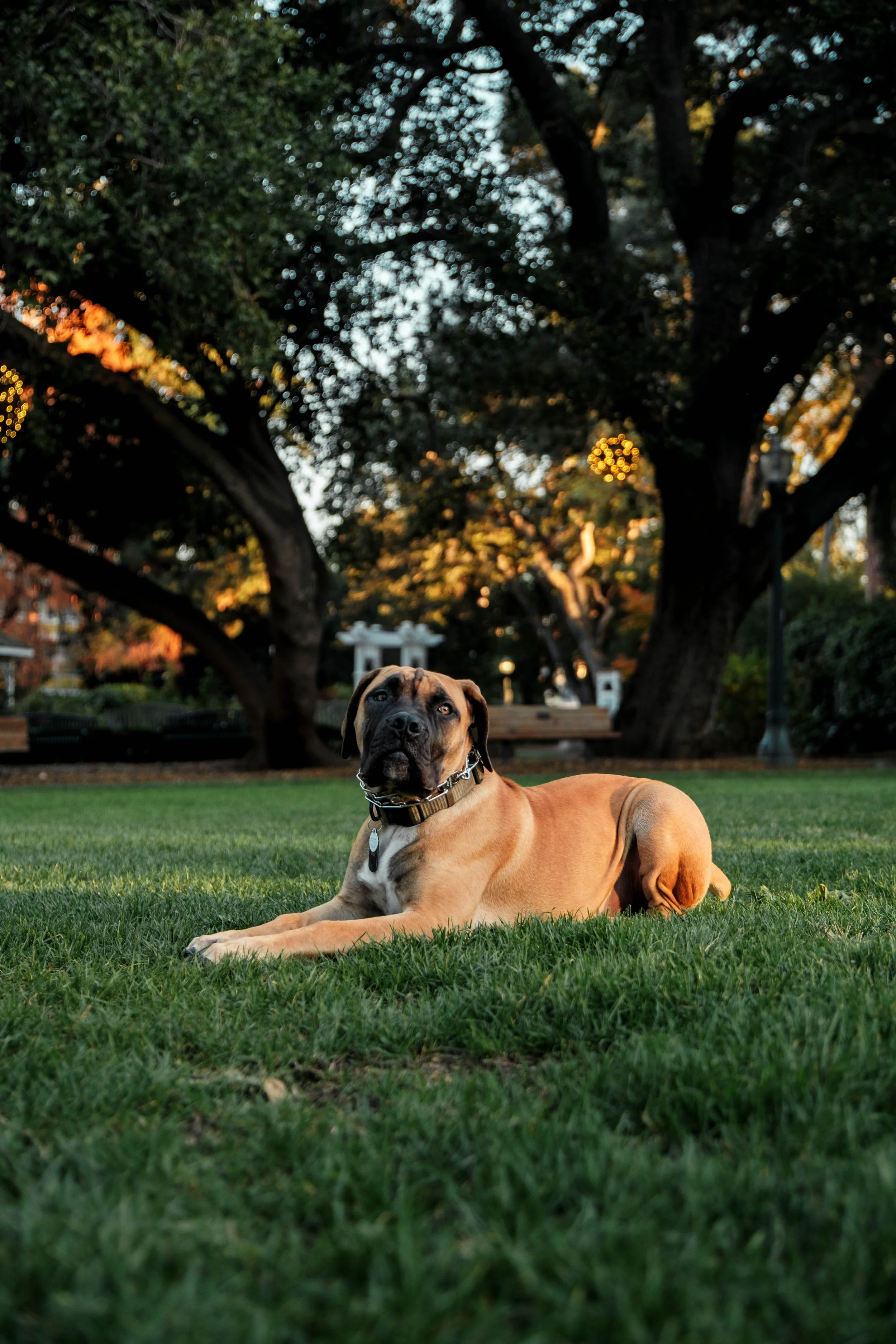 A large, brown dog with a black face and a collar lies on green grass in a park at sunset, with large trees and blurry lights in the background.