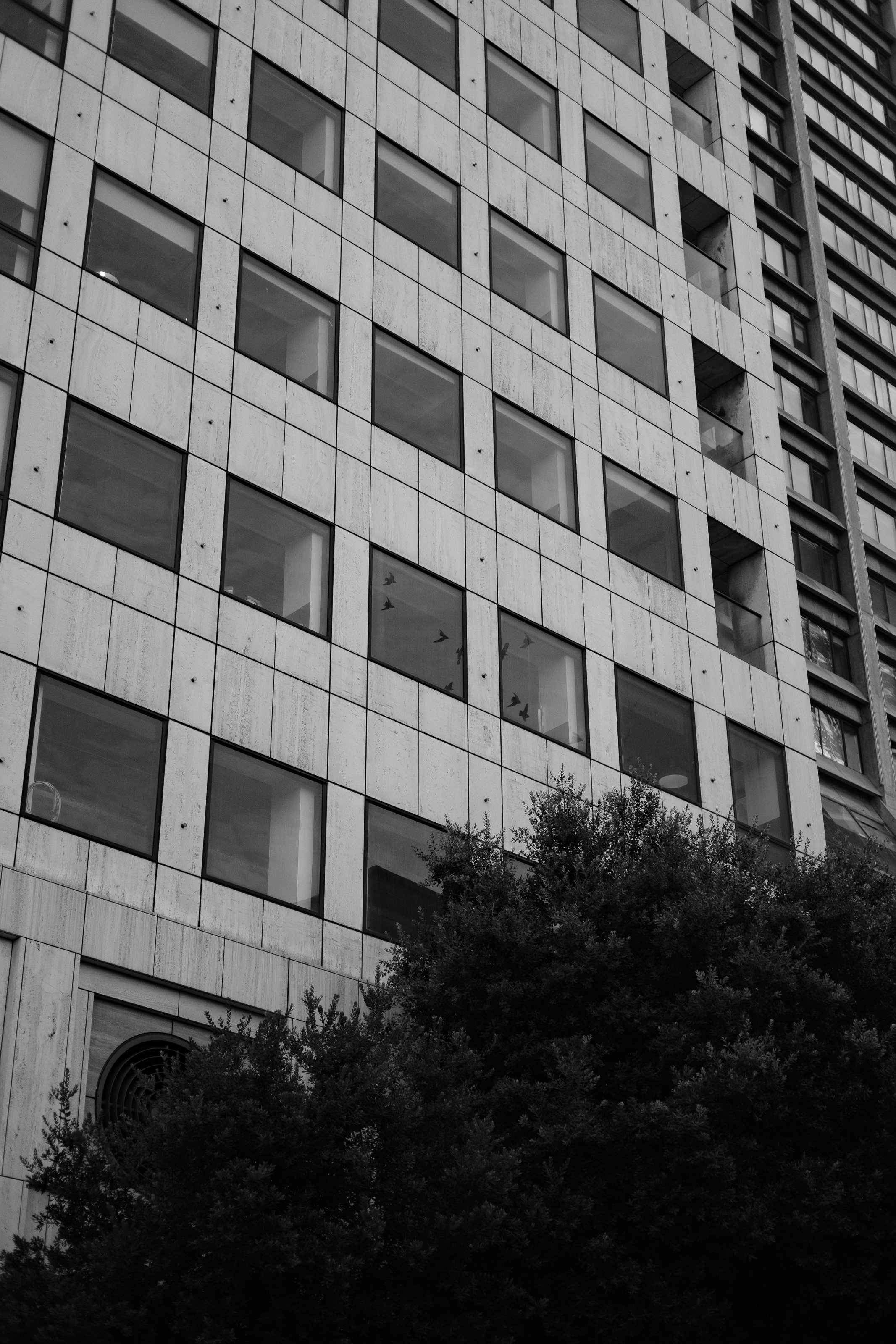 Black and white photo of a modern city building with a grid of windows and some trees in the foreground.