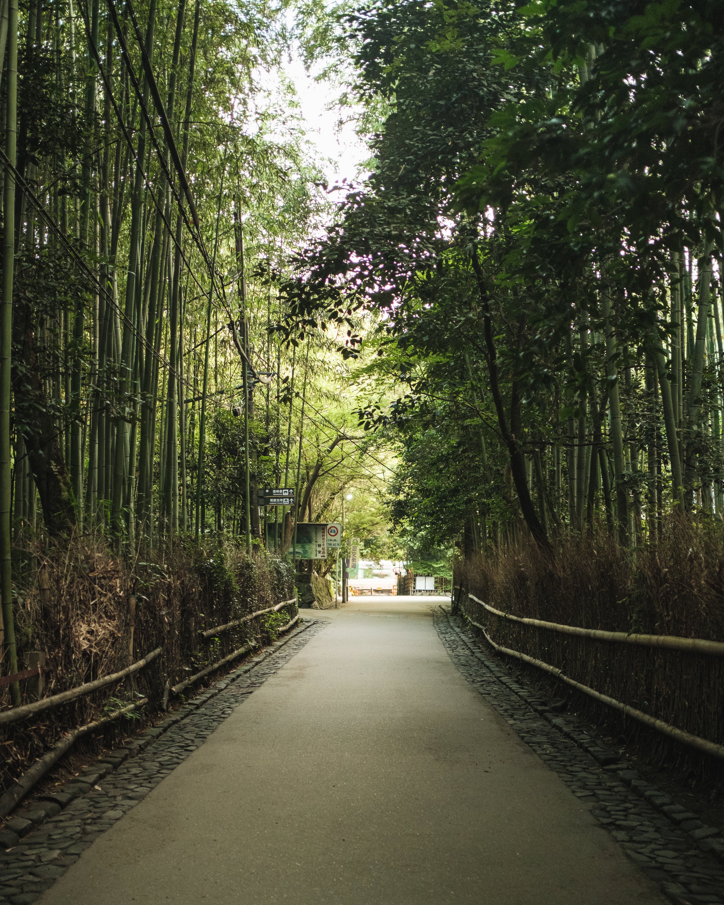 A peaceful pathway through a lush bamboo forest with tall green bamboo trees on each side and signs and a gate visible at the far end.