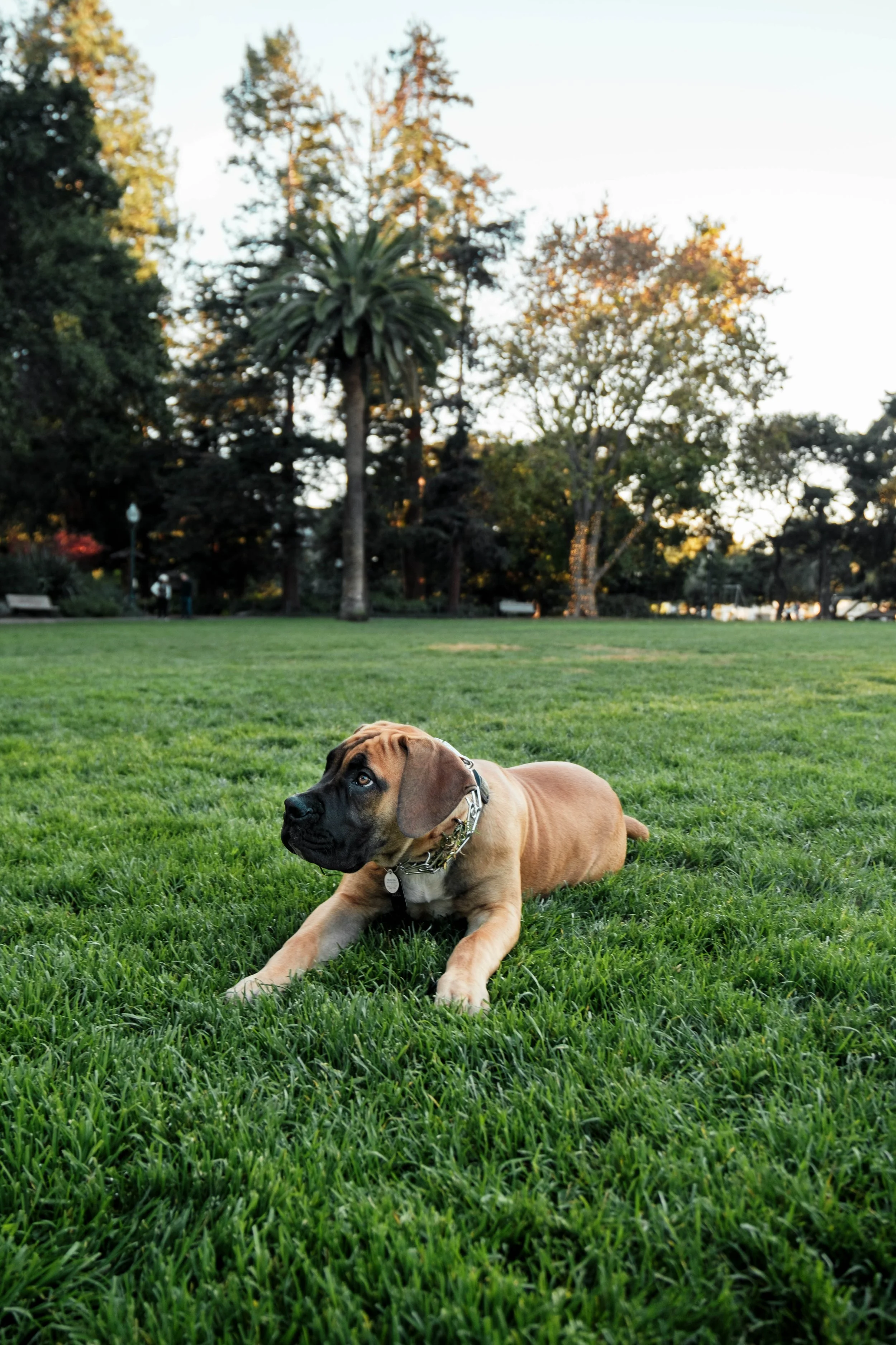 A brown puppy with a black face lying on green grass in a park during the daytime, with trees in the background.