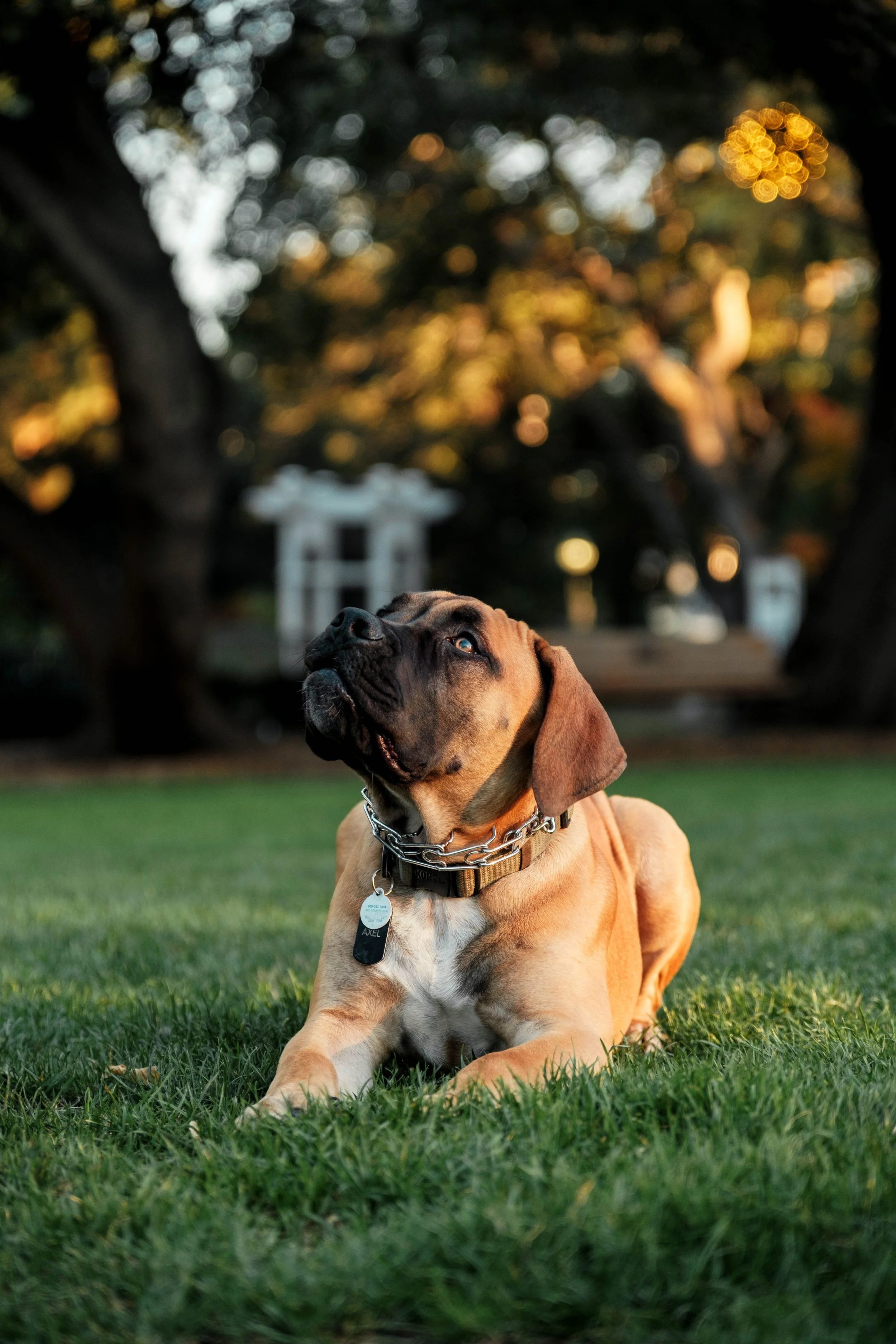 A brown dog with a black face lying on green grass, looking up, wearing a collar with tags, with trees and a white structure in the background during sunset.