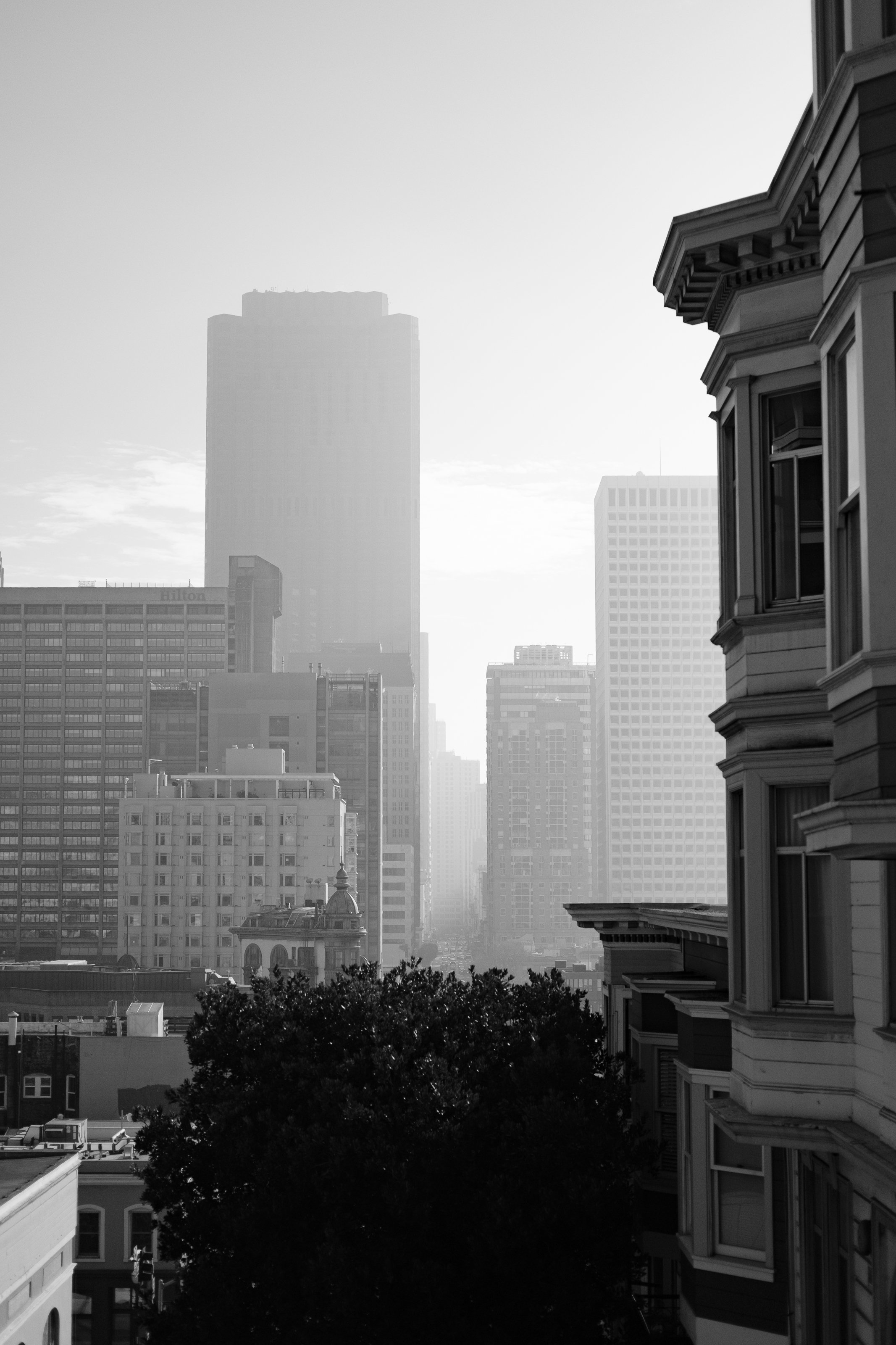 Black and white photo of a city skyline with tall buildings, a large tree in the foreground, and a bright sky.