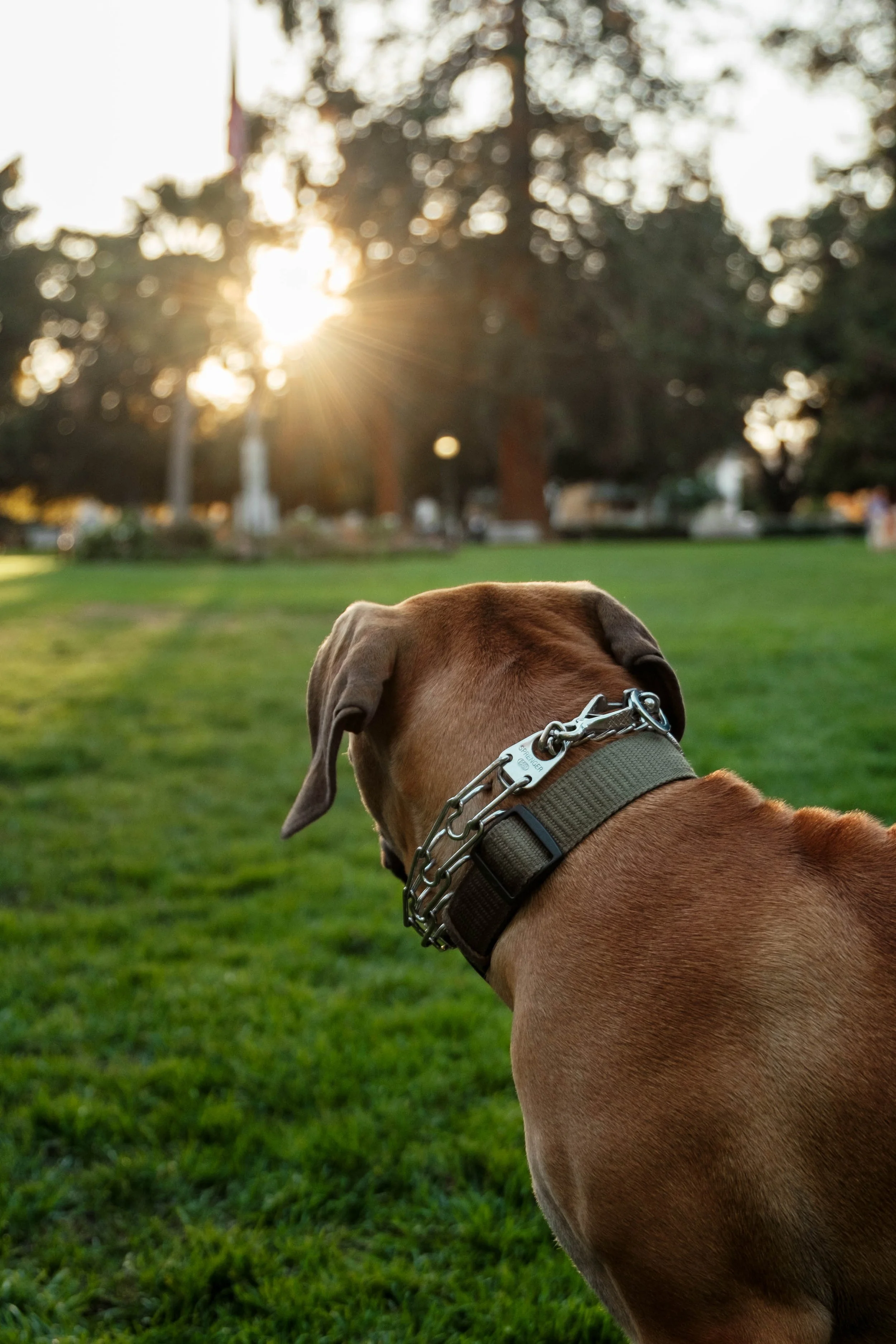 A brown dog wearing a collar with a chain is sitting on green grass, facing away, with the sun setting and trees in the background.