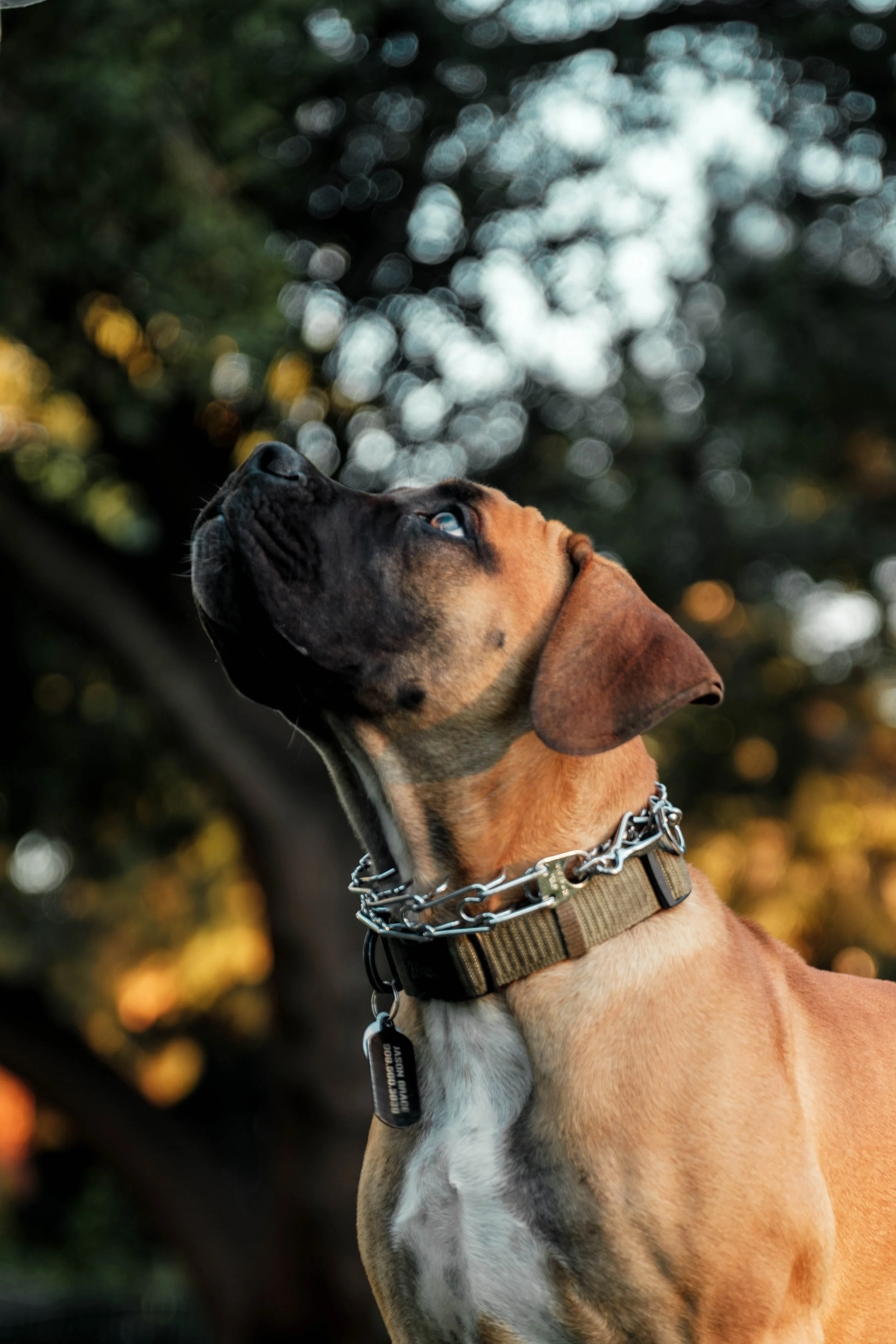 A close-up of a dog with a brown coat and black face, wearing a chain collar and a harness, looking upwards with a background of blurred trees and sunlight.