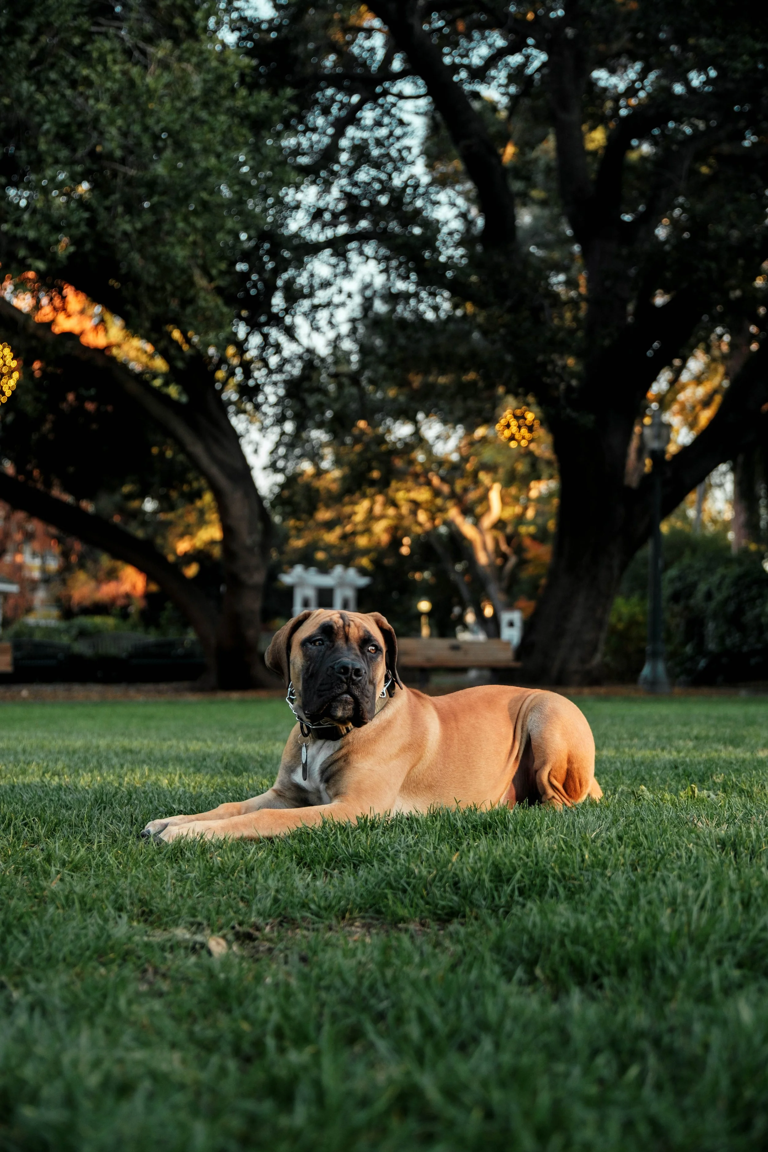 A large tan and black dog lying on green grass in a park with trees and a bench in the background during sunset.