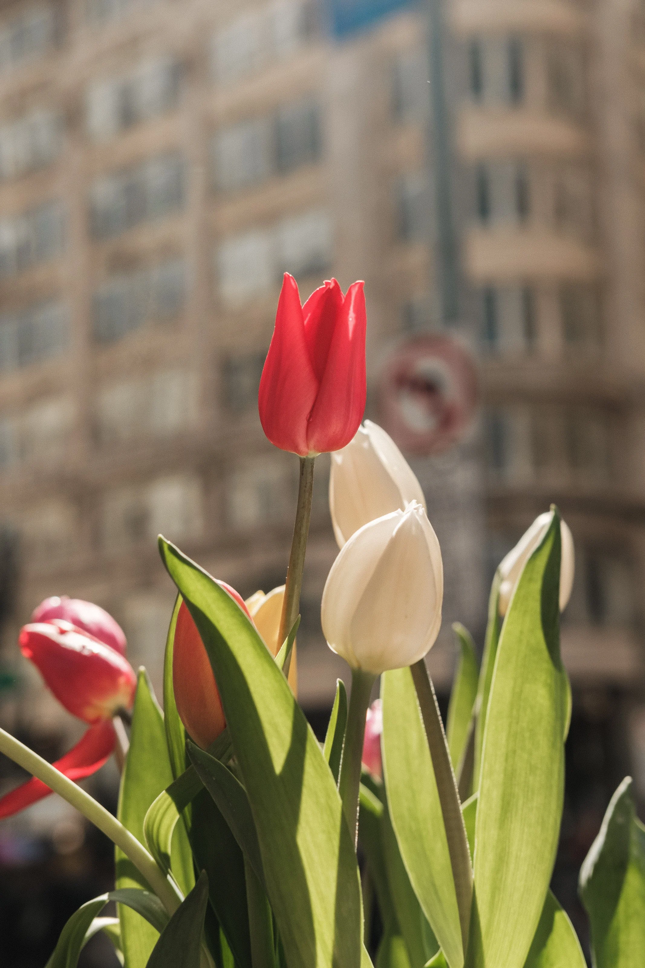Close-up of pink and white tulips in bloom with a blurred city building in the background.