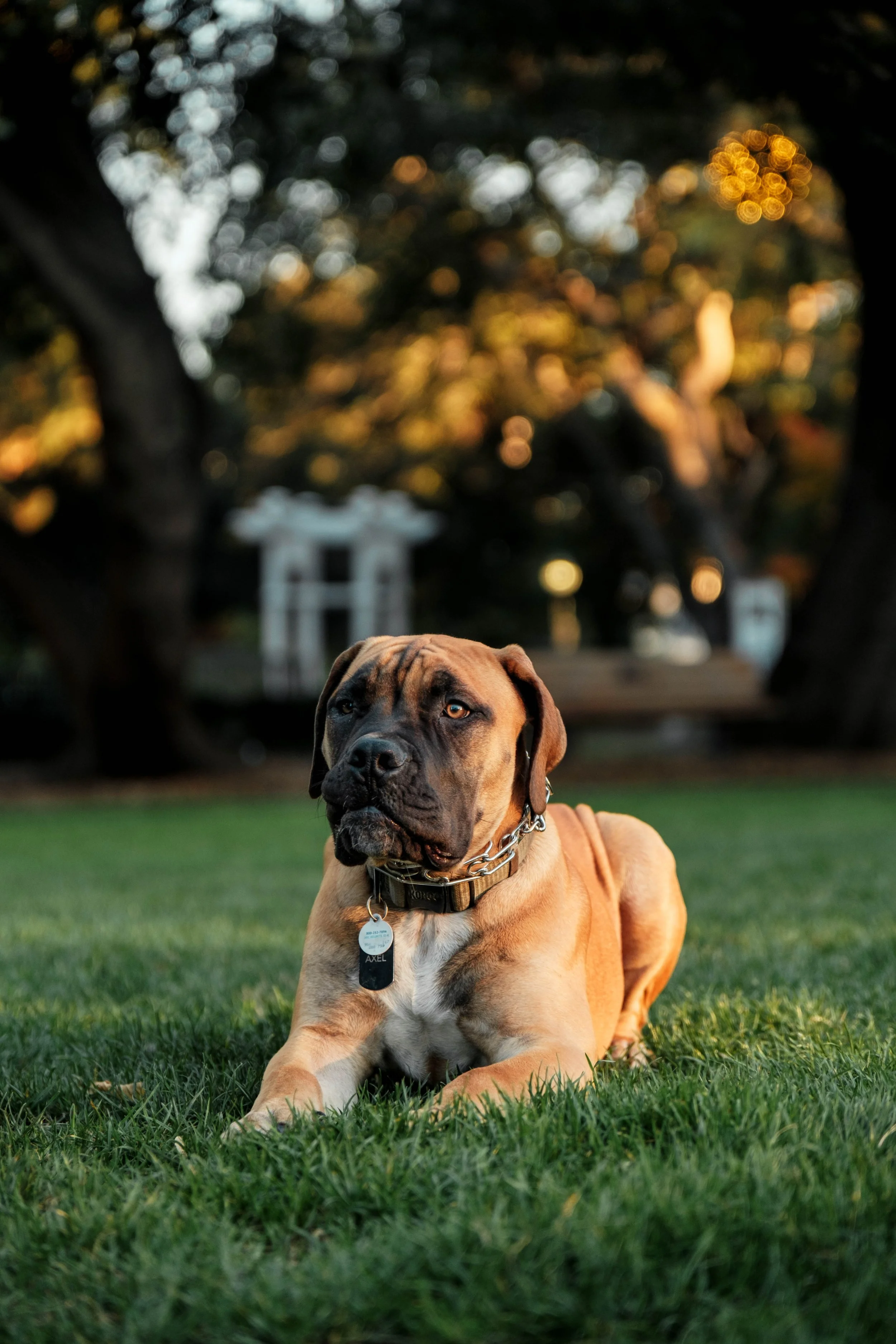 A large brown and black dog lying on green grass in a park, with trees and blurred lights in the background at sunset.
