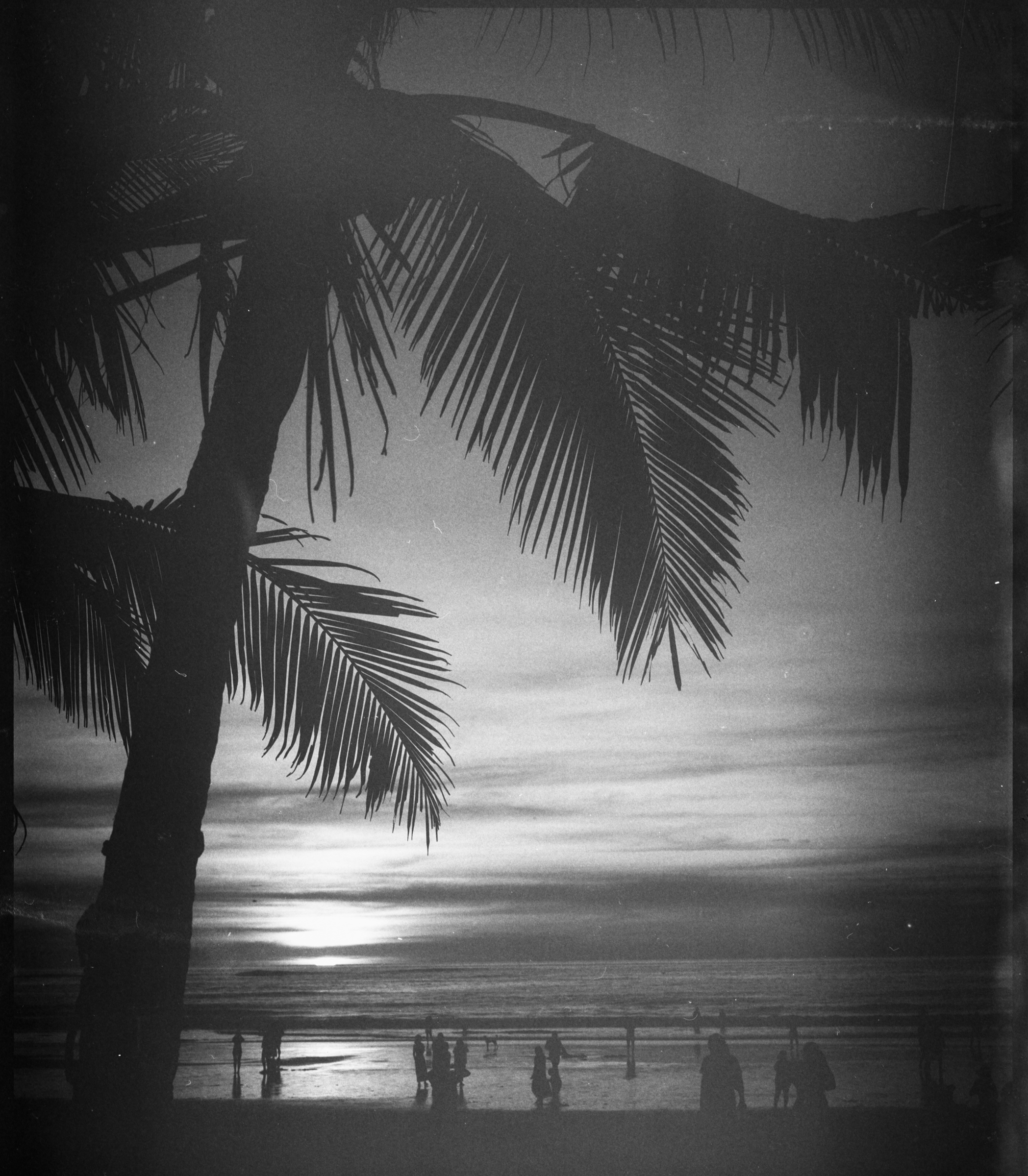 Black and white photo of a beach at sunset with a large palm tree in the foreground, people walking along the shore, and the ocean in the background.