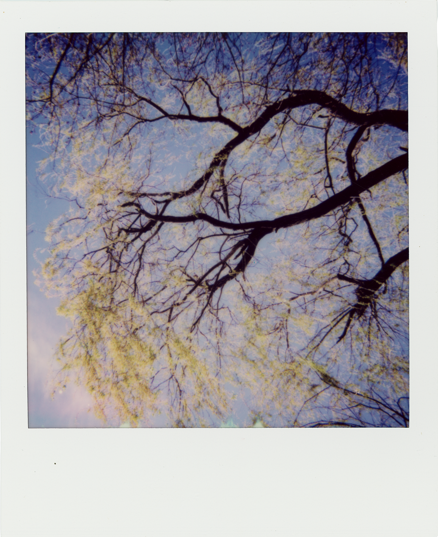 A view of tree branches with sparse yellow leaves against a blue sky.
