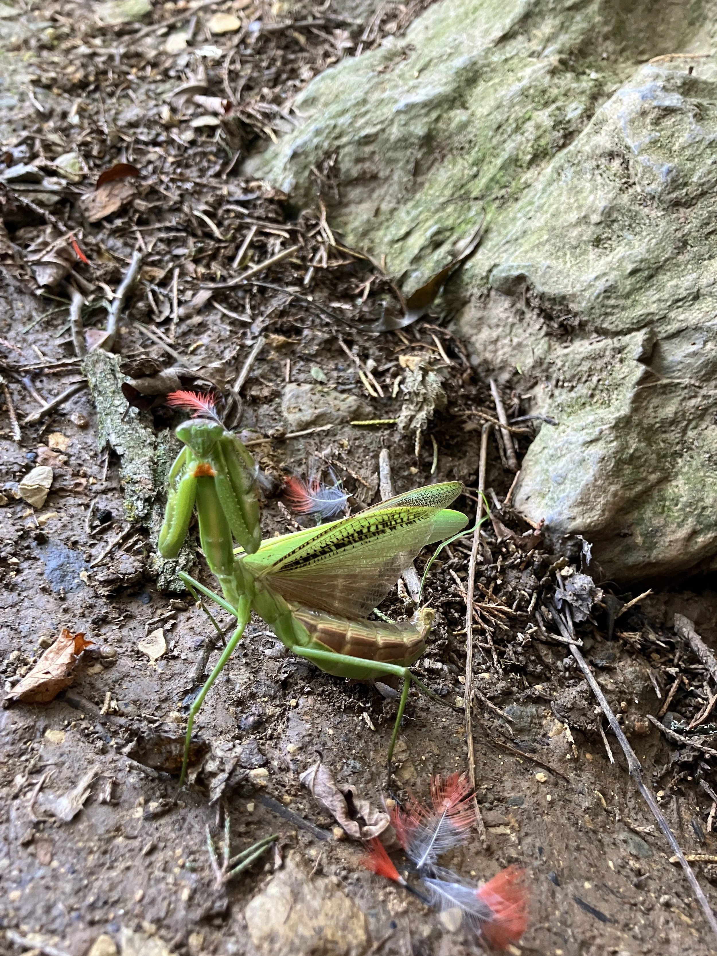 Glade Cave - 8/29/2026