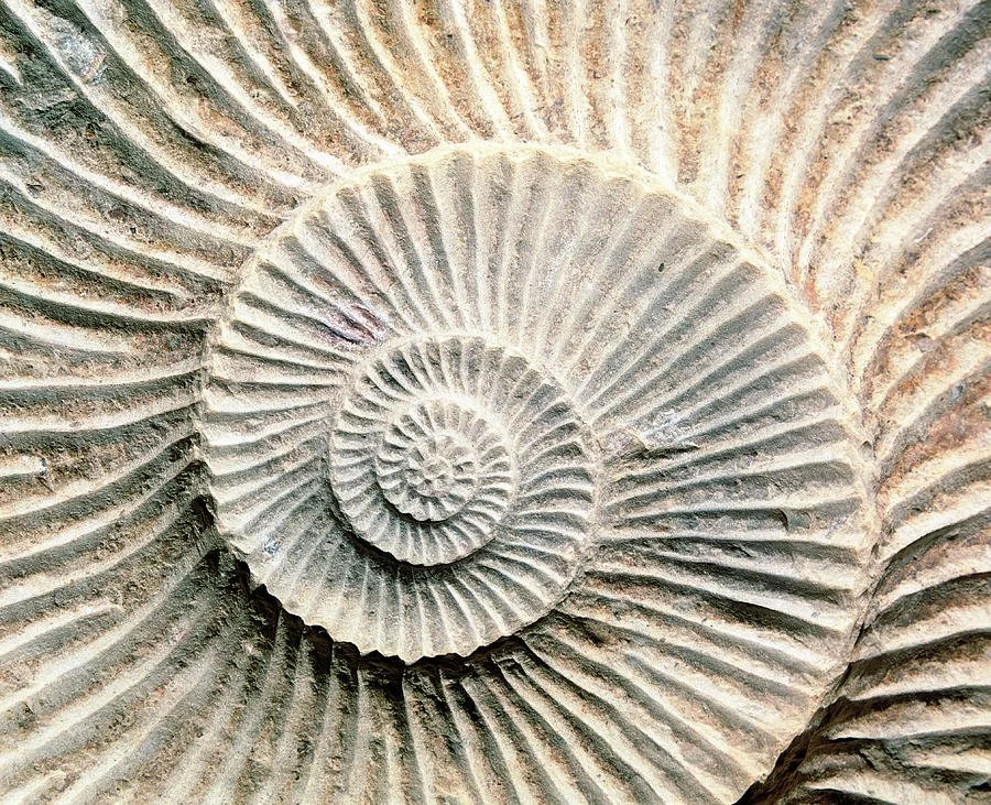 spiral-shape-of-a-fossilised-ammonite-shell-martin-bondscience-photo-library.jpg