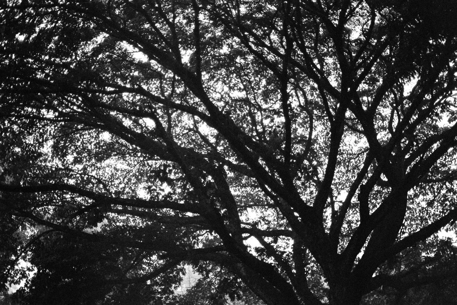 1_0047.jpg.webp