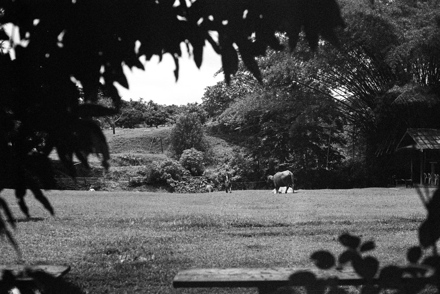 1_0051.jpg.webp