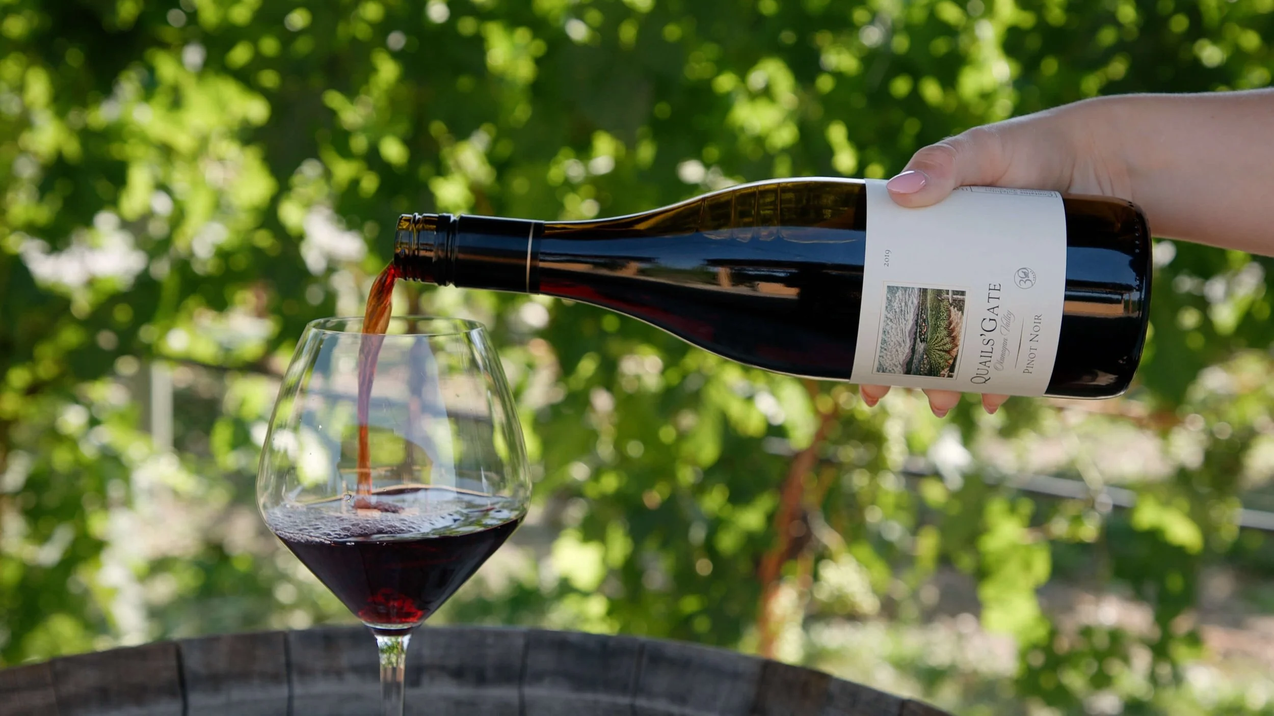 A person pours red wine from a bottle into a glass with a vineyard background.