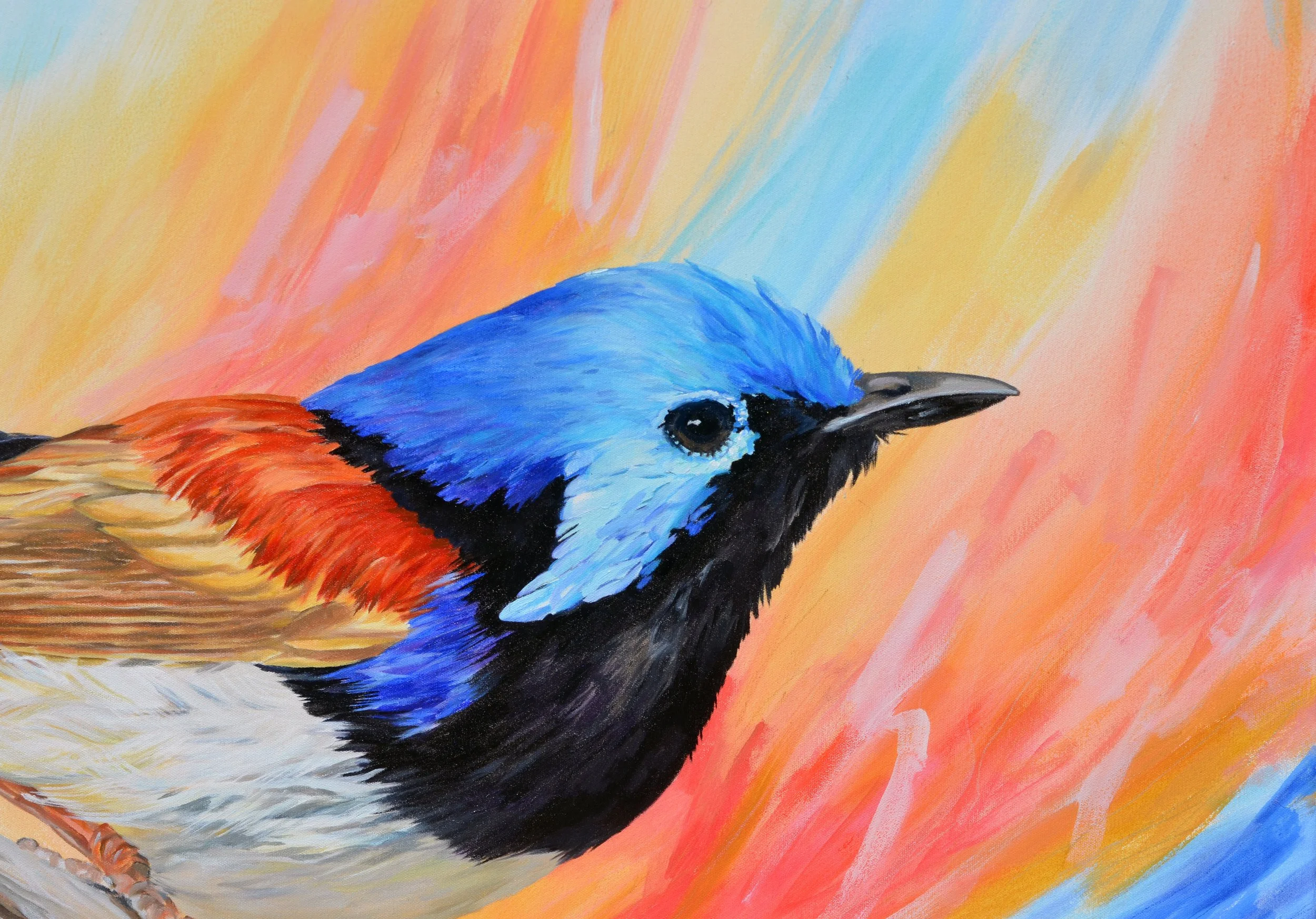 Poised - Variegated Fairywren
