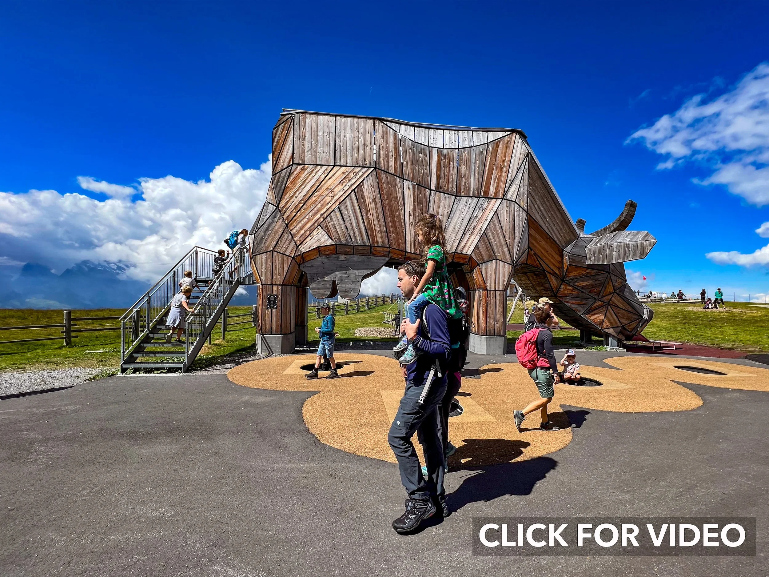 Cow slide. CLICK IMAGE FOR VIDEO.