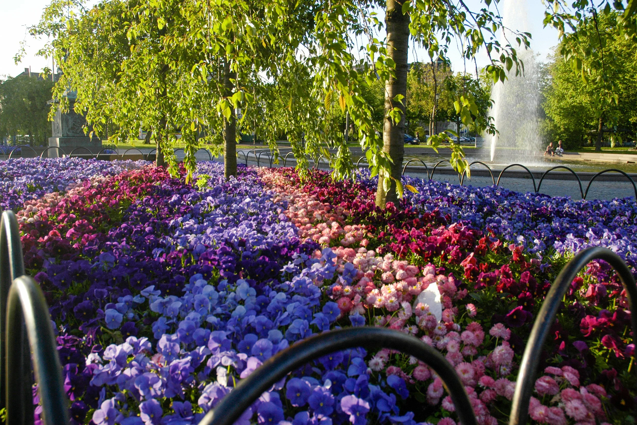 Gothenburg street flowers
