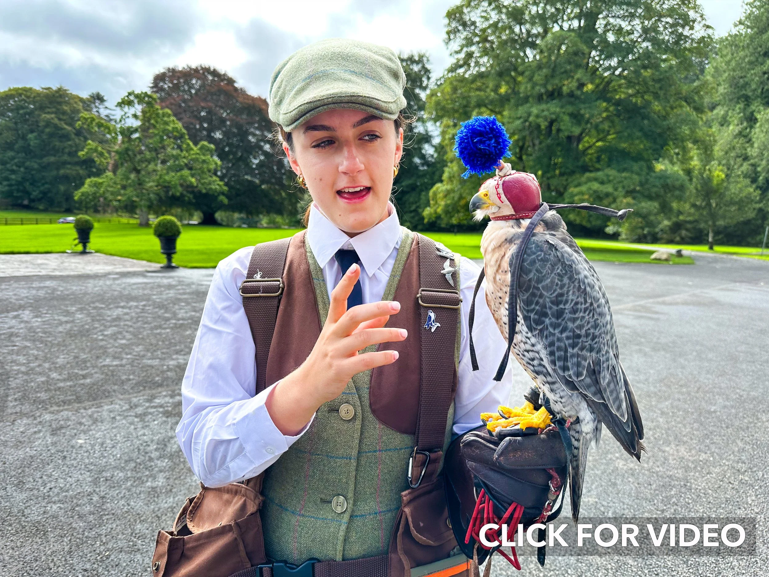 Falconer. CLICK IMAGE FOR VIDEO.