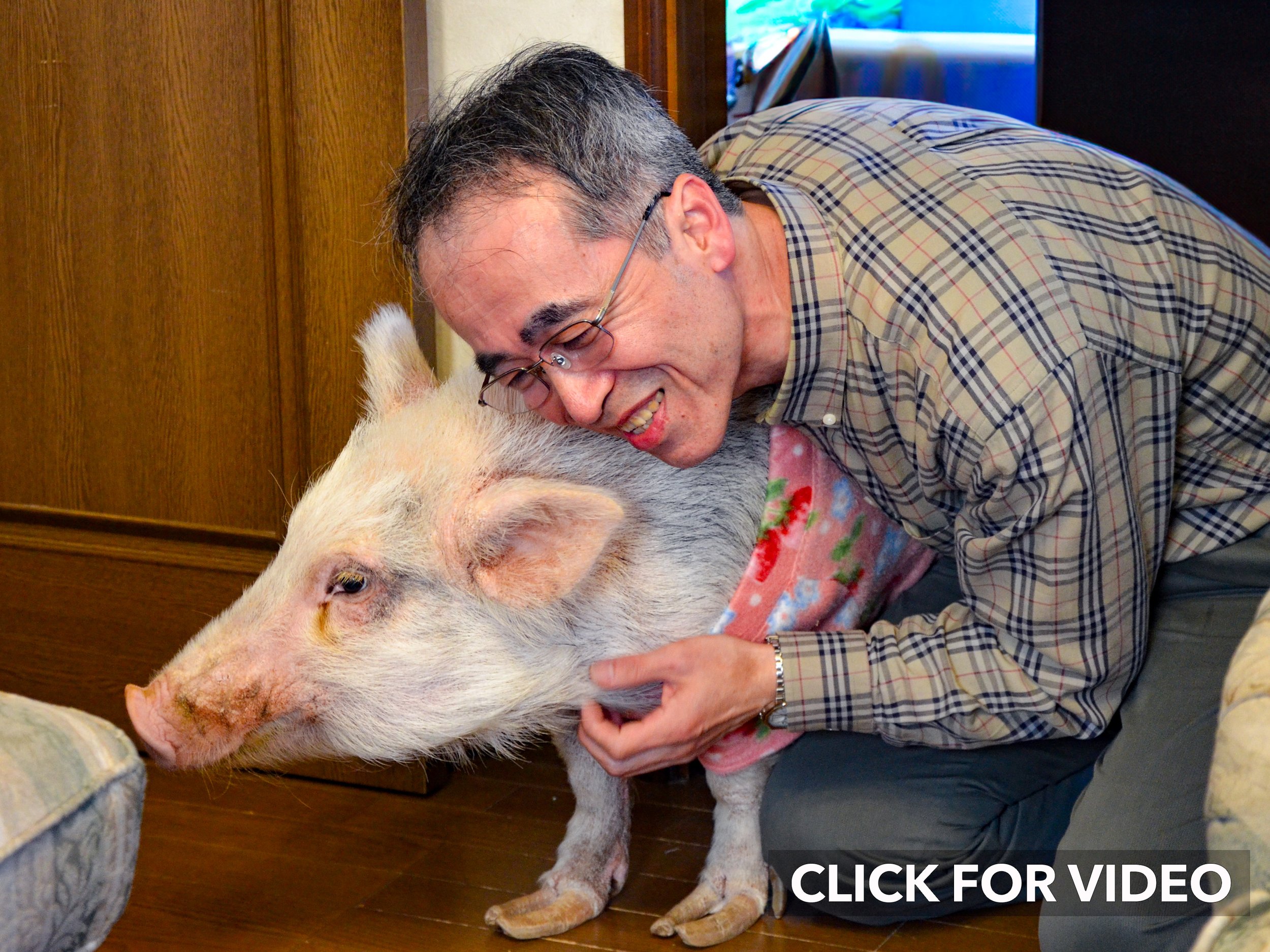 Japanese Pig Click for Video.jpg