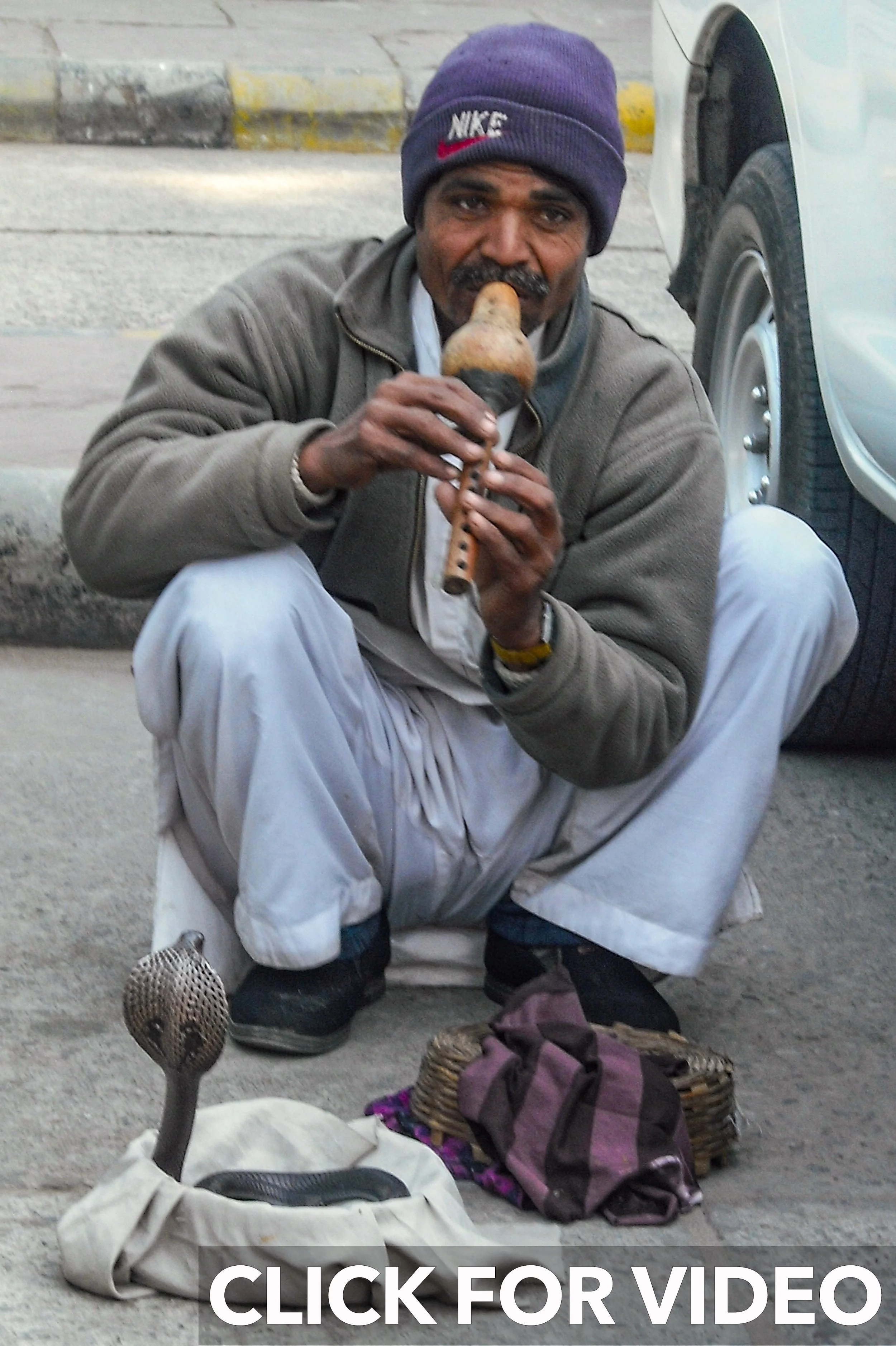 India Snake Click for Video.jpg