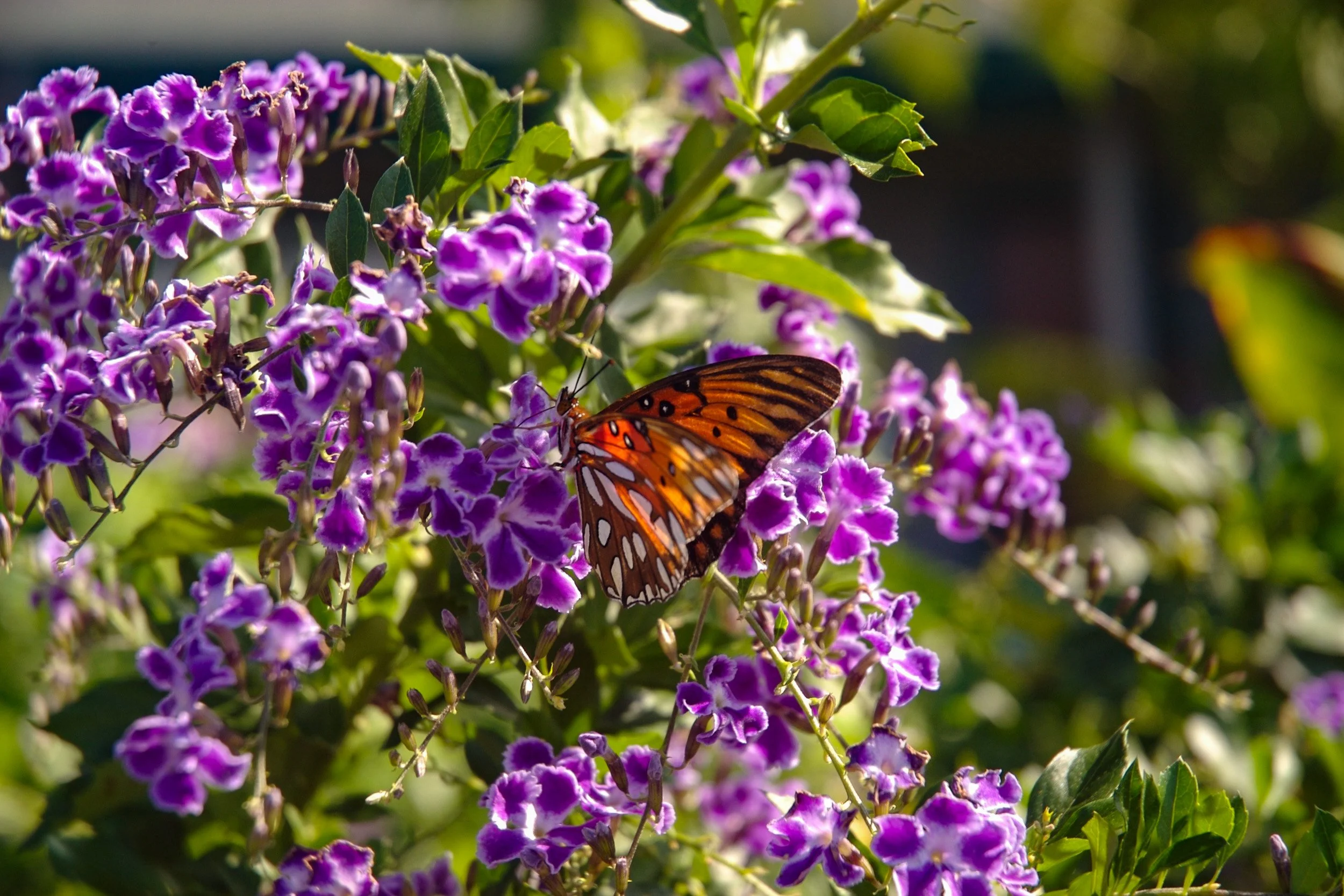 Hawaiian flora and fauna.jpg