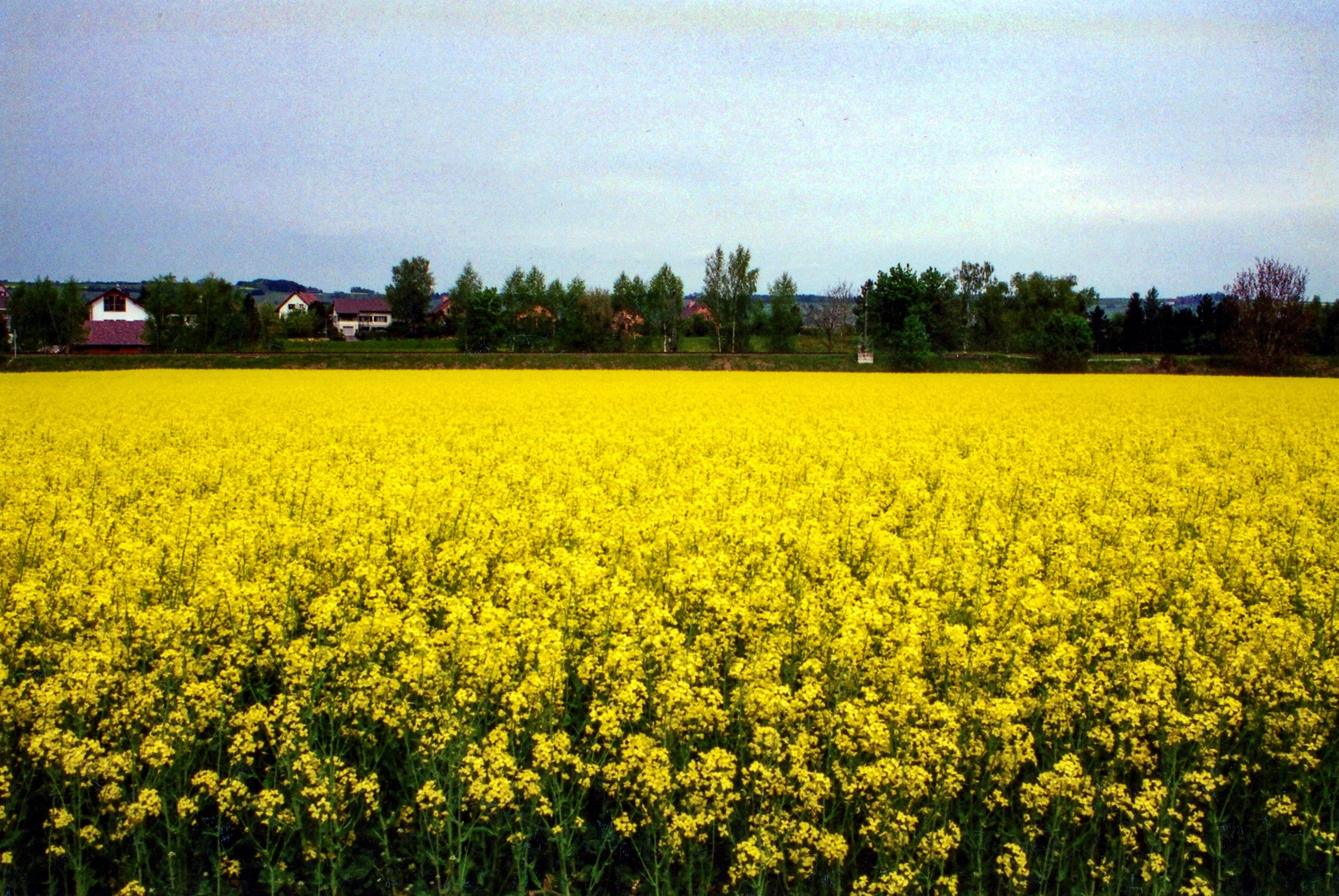 Rapeseed fields