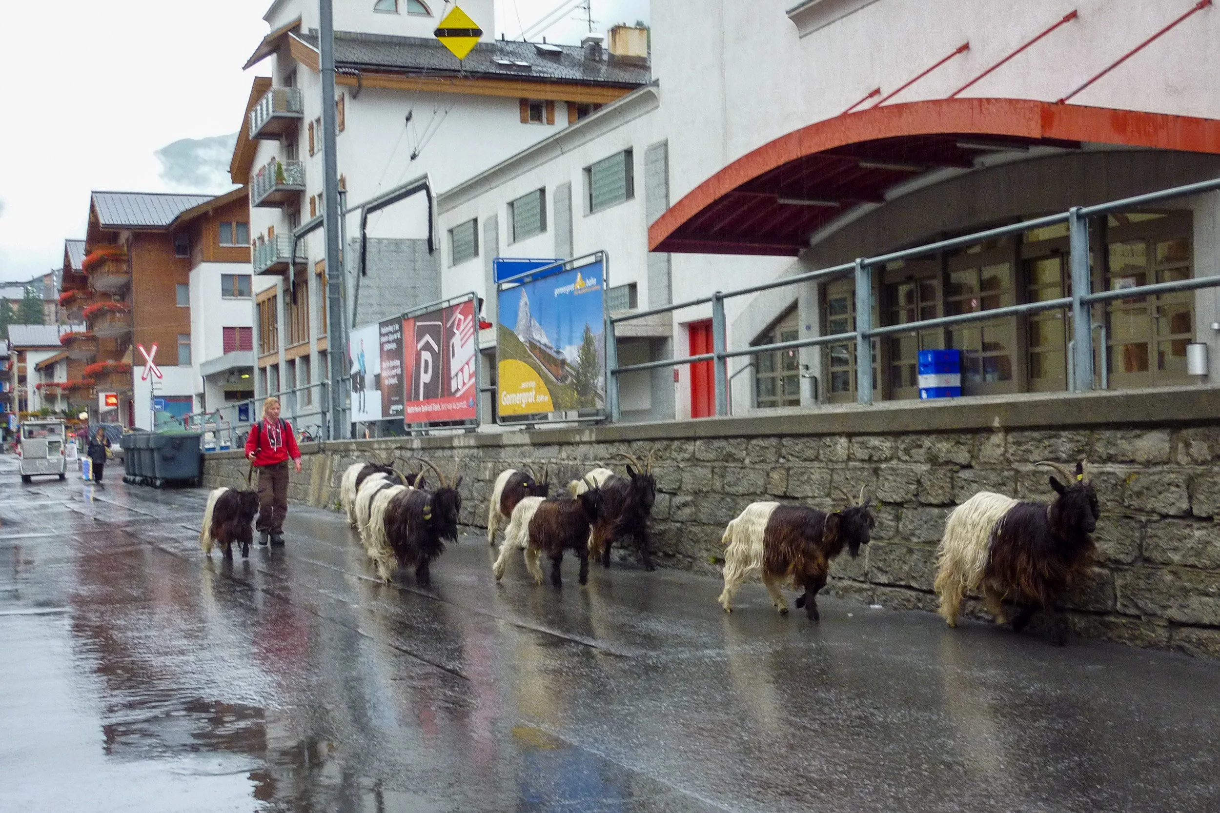 Herding past the train station