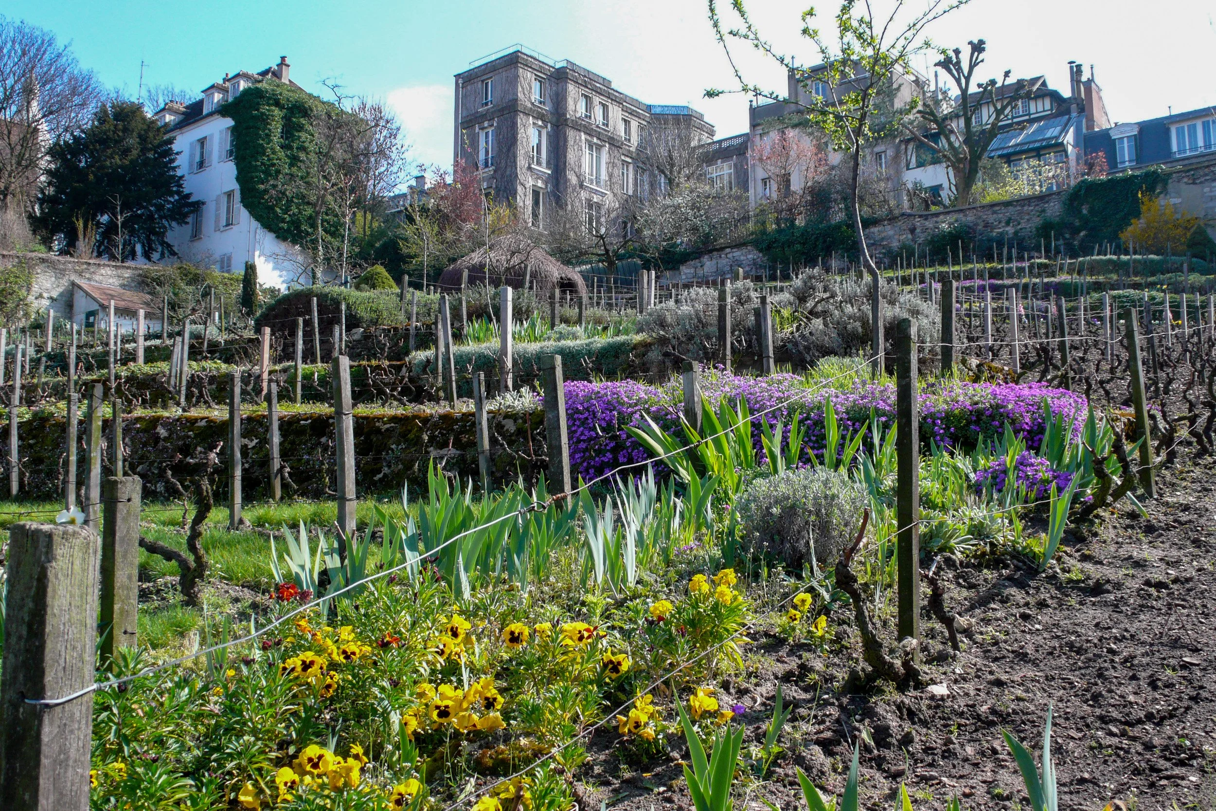 Montmartre vineyards
