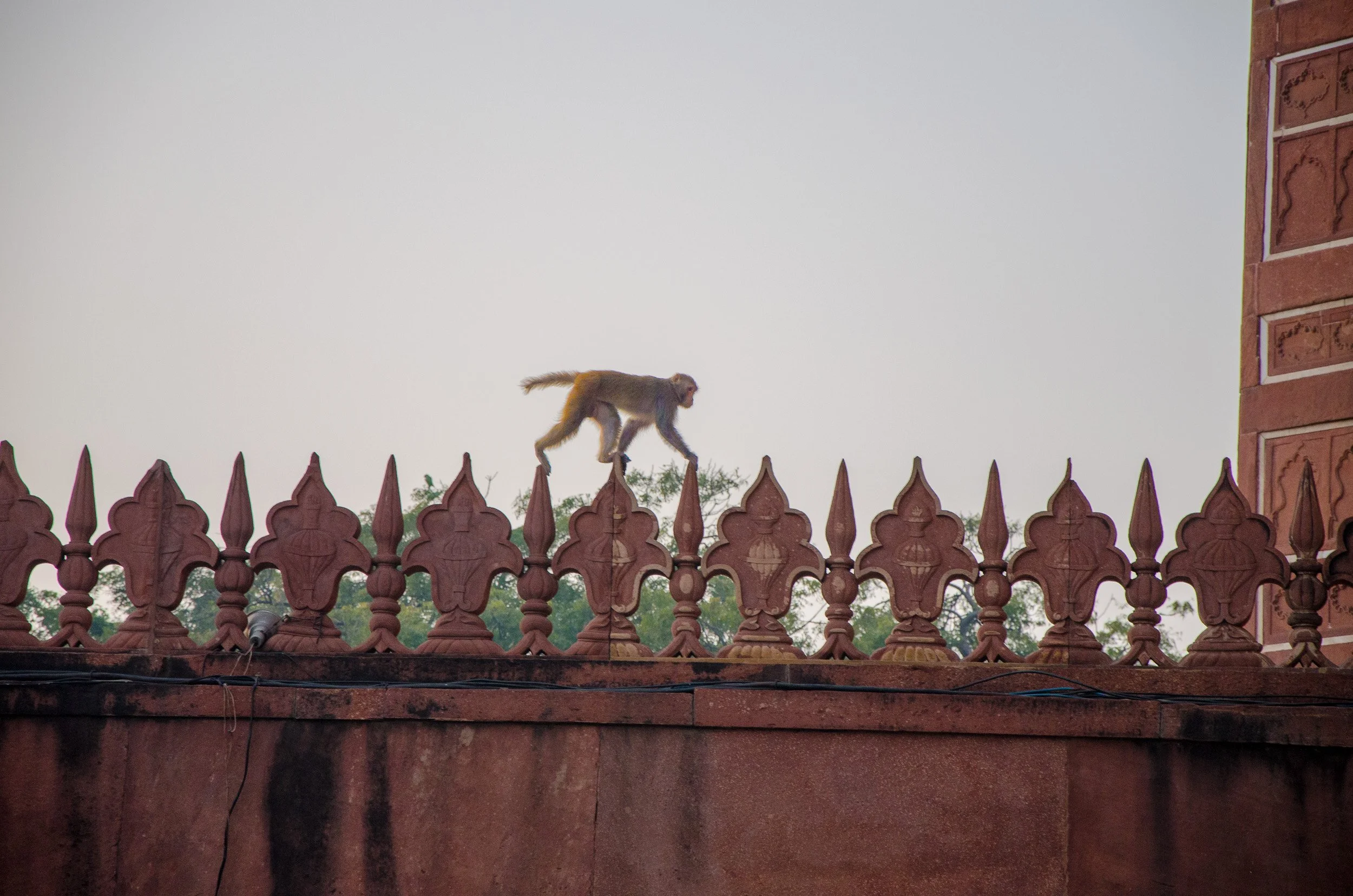 Patrolling the Taj Mahal walls
