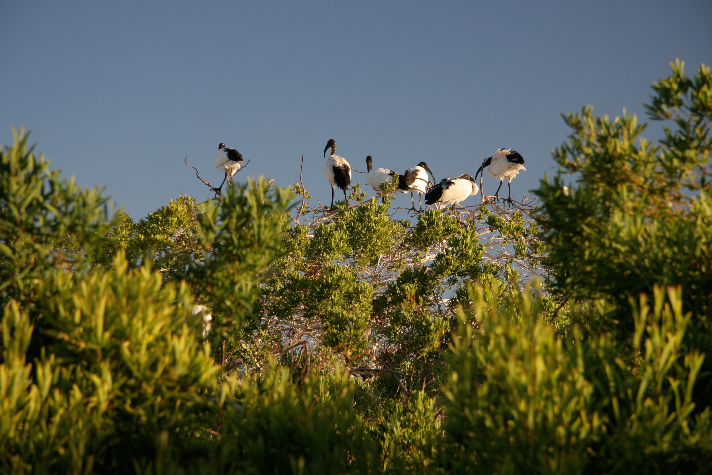 Robben Island flock