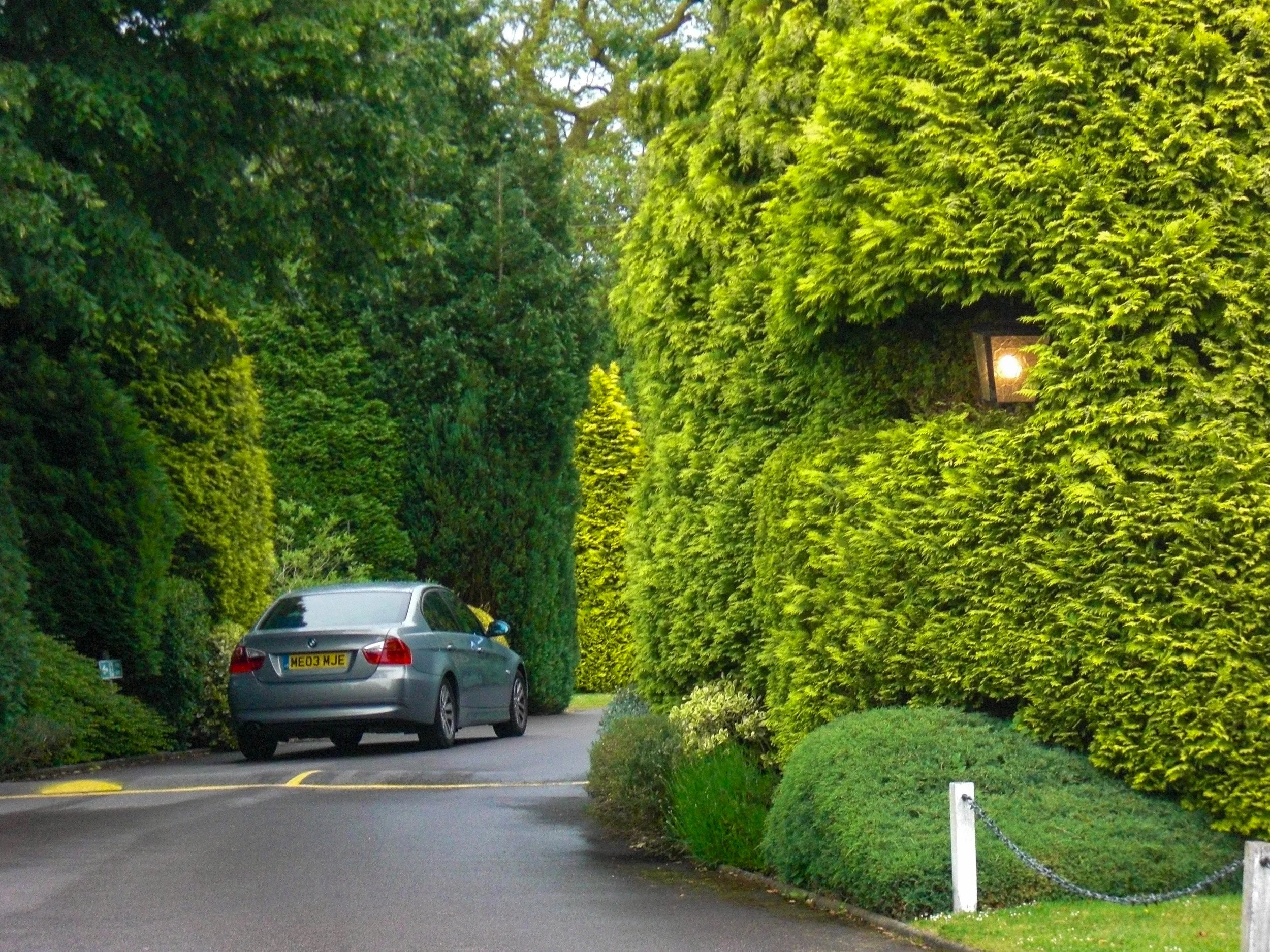 Yard light carved into the hedges