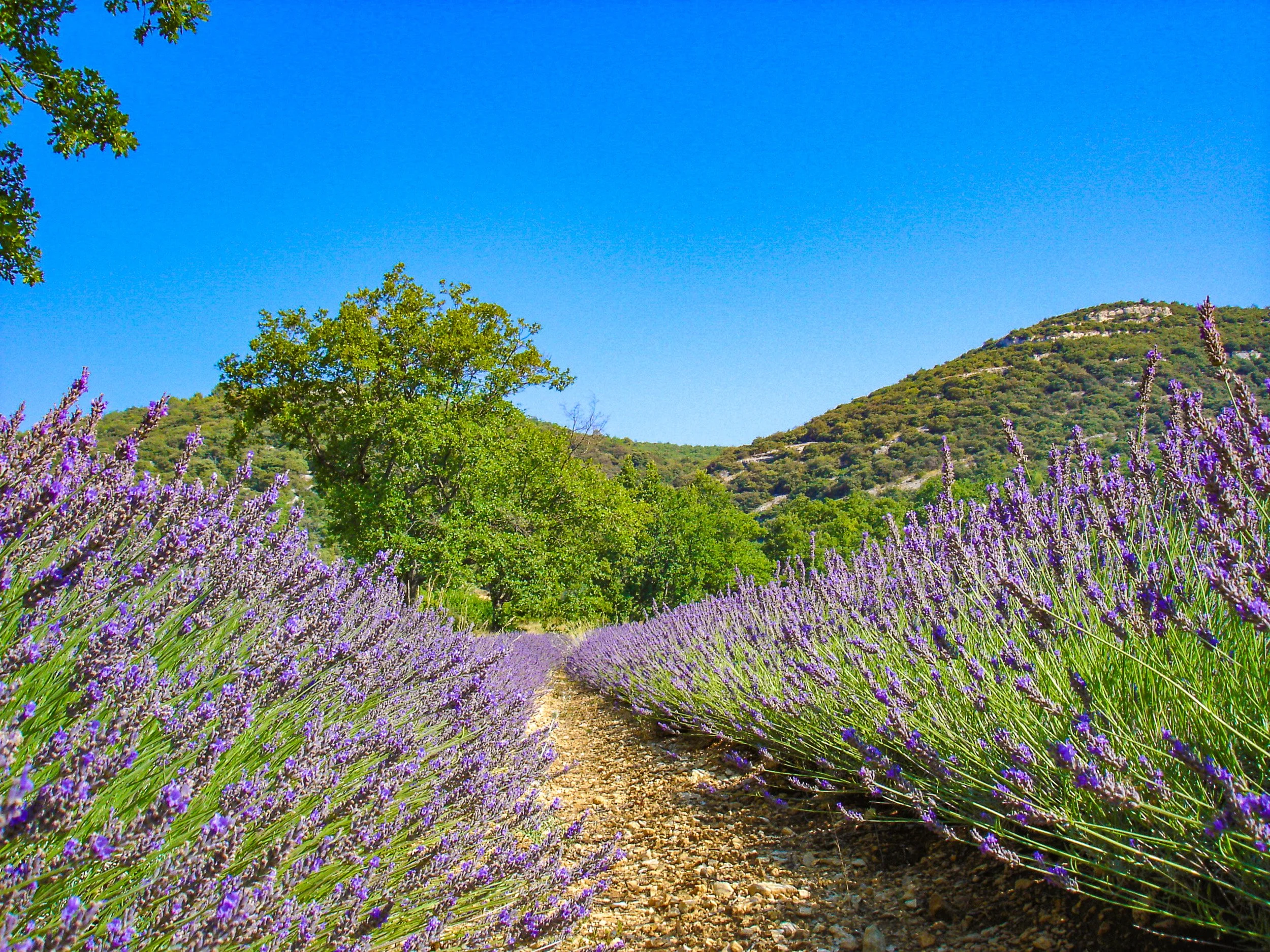 Provençal lavender fields