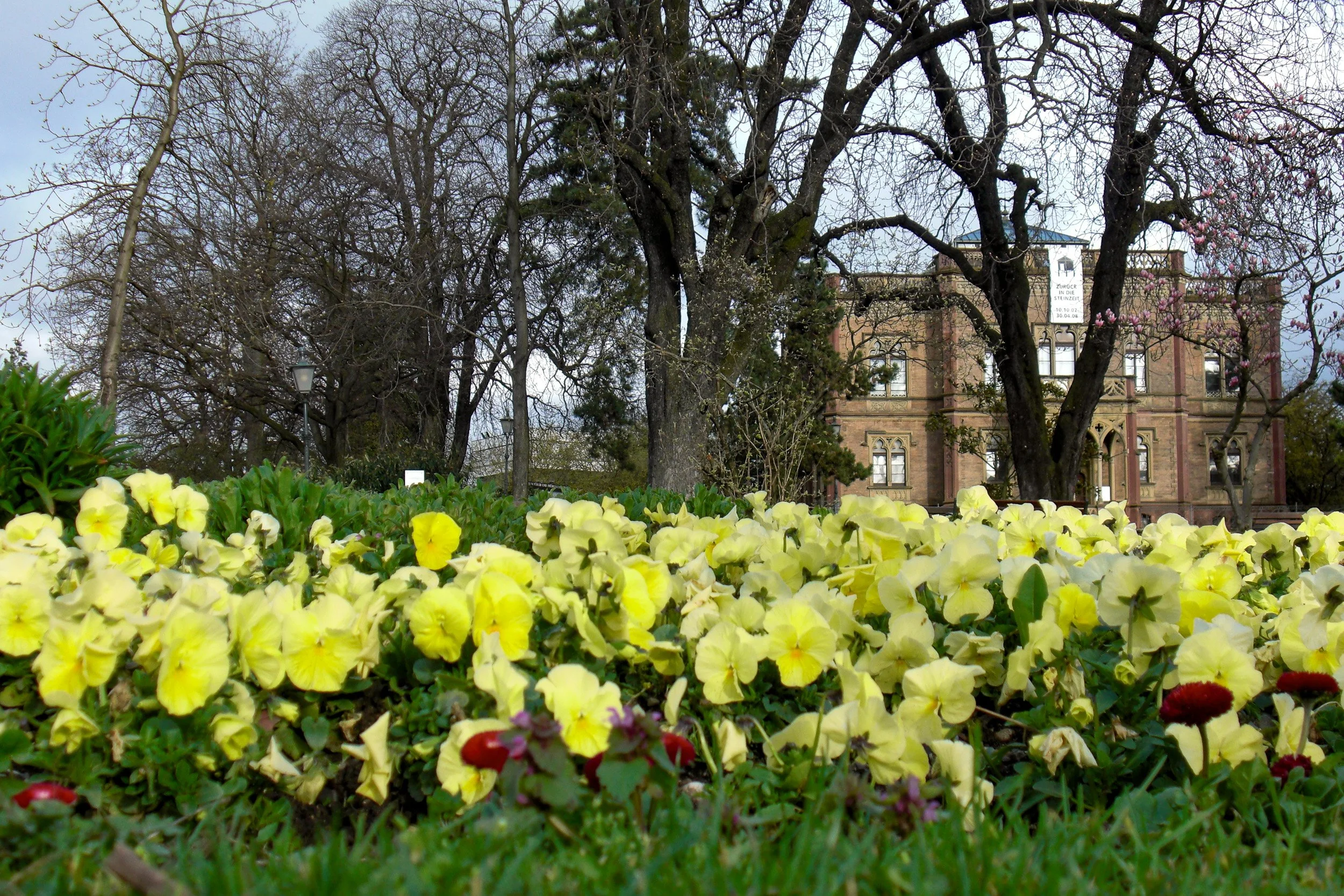 Freiburg flowers.jpg