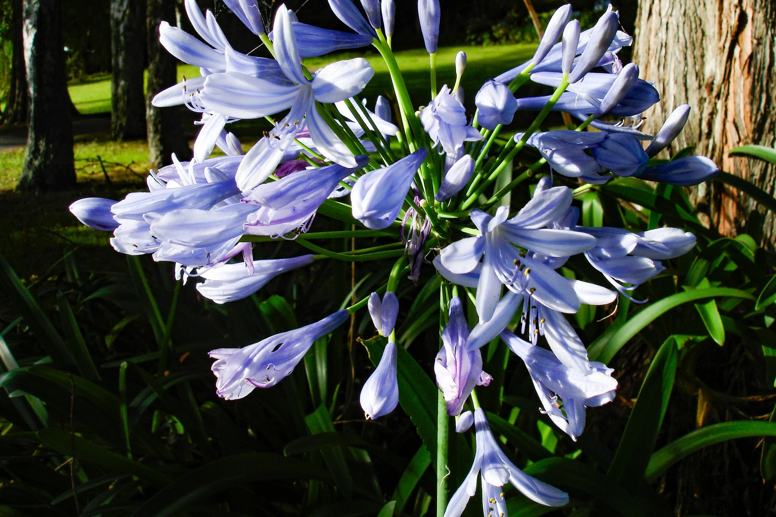 Scenes from a morning walk in Hamilton, NZ