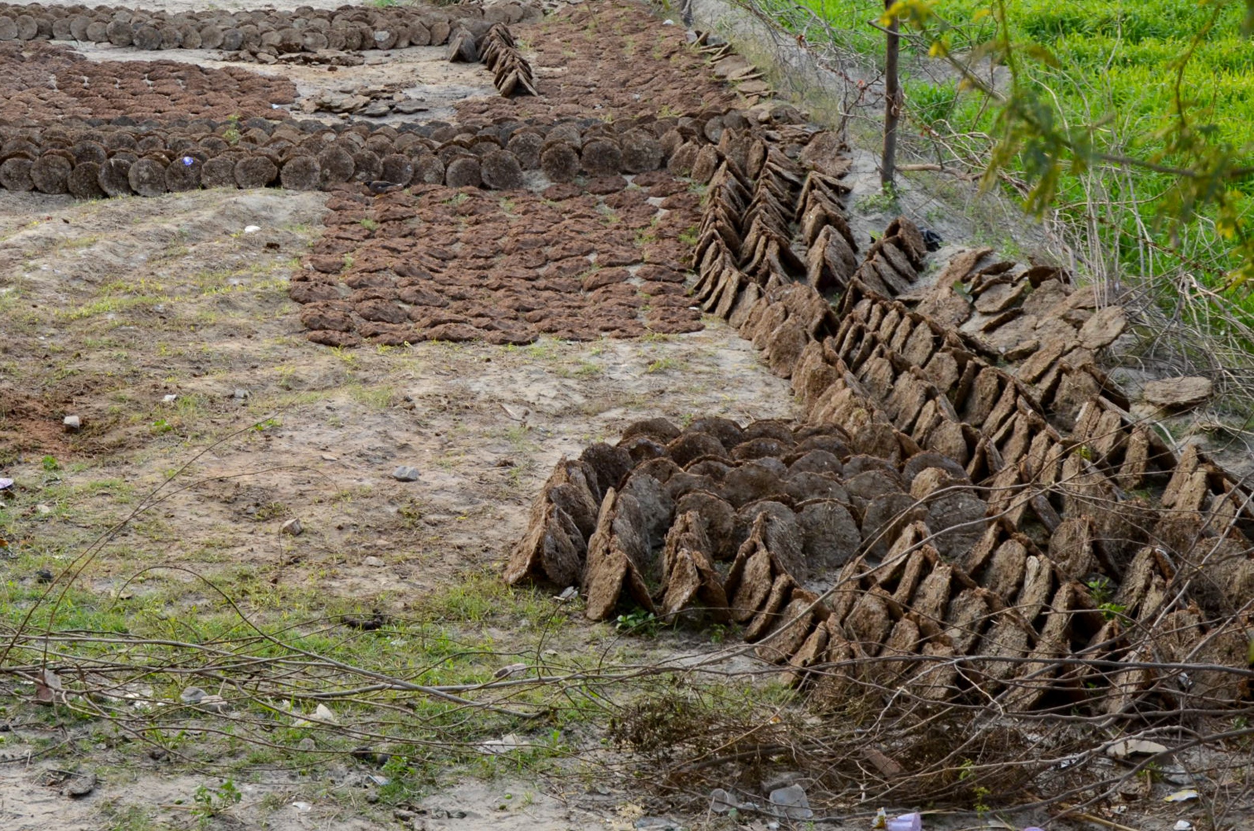 Dried cow dung for heat/cooking