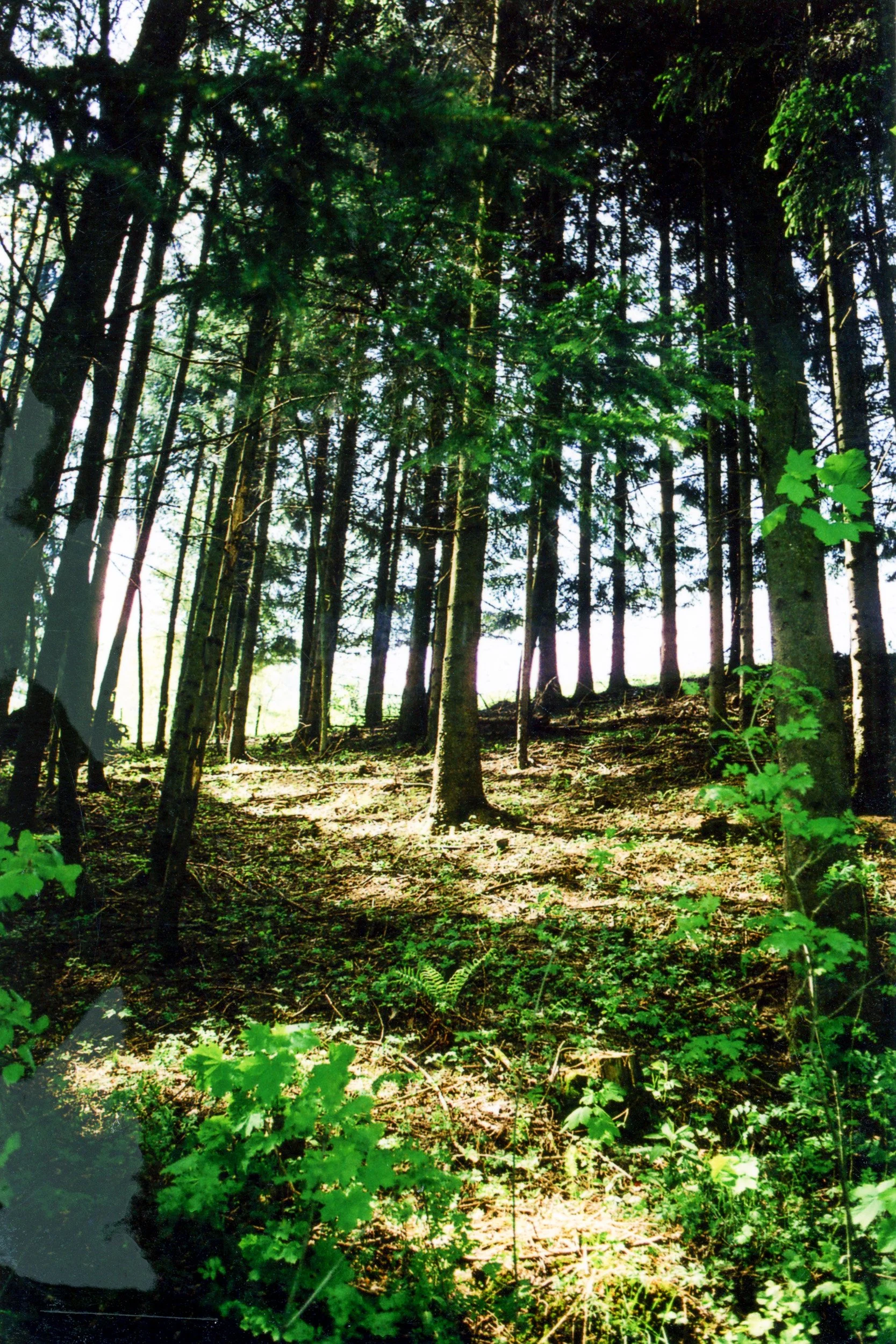 Hlking Austria near Gamsstein