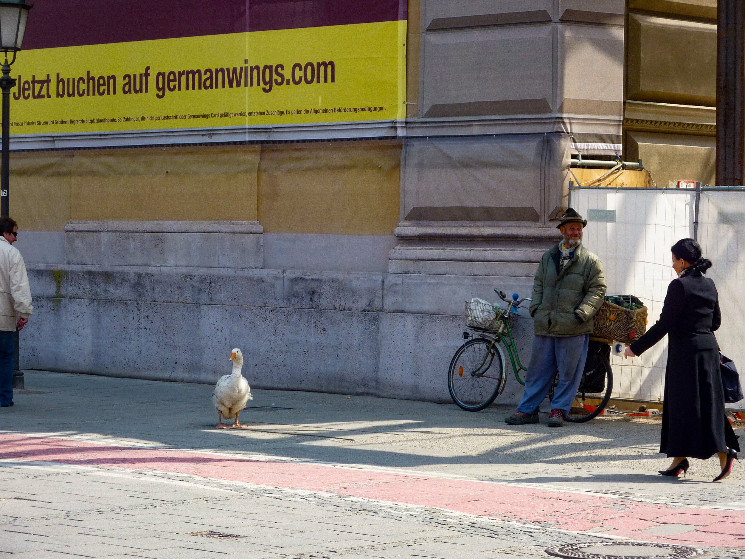 Goose looking for the opera