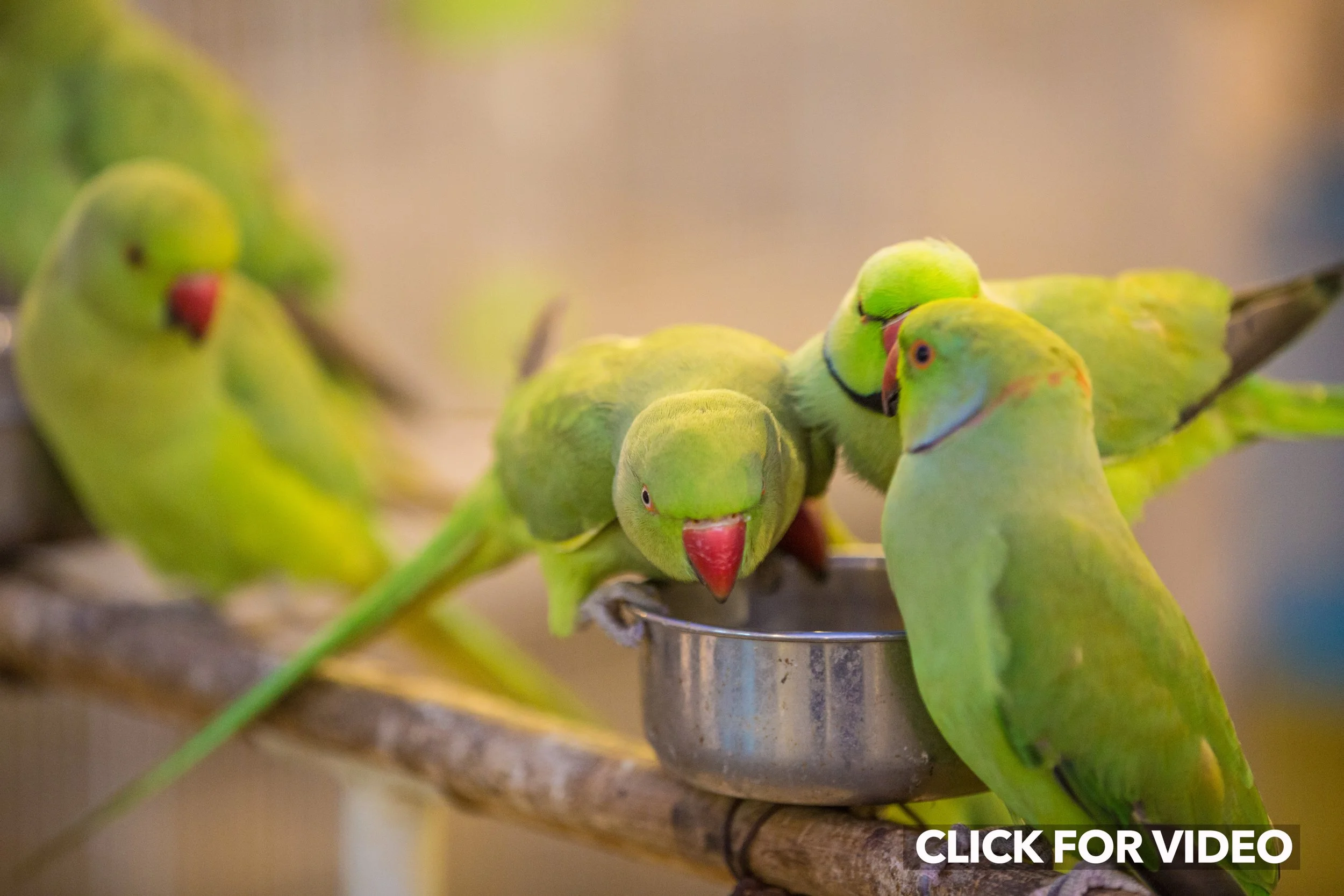 Birds for sale in the souk.  CLICK IMAGE FOR VIDEO. 